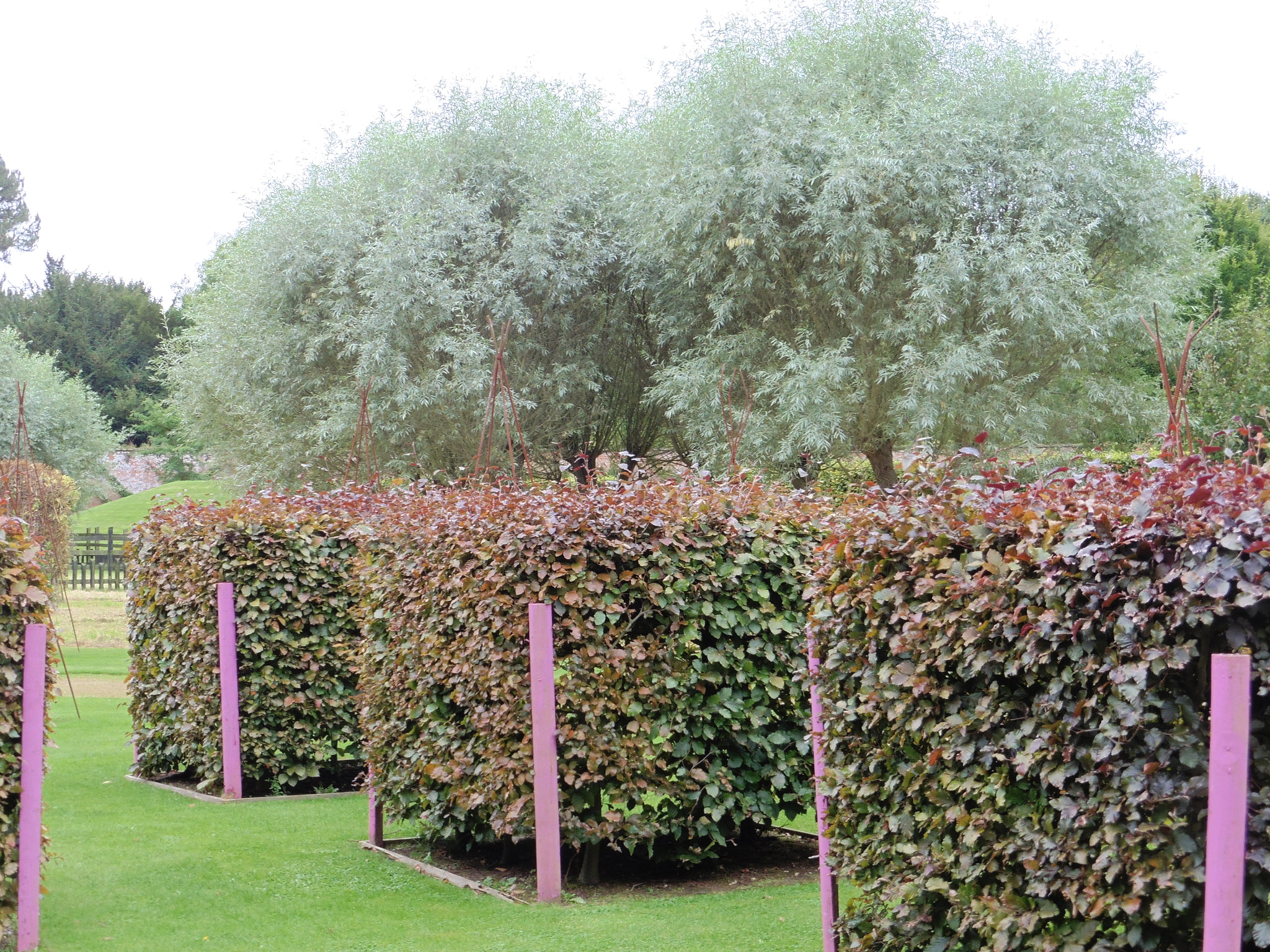 Panasonic DMC-TZ55 sample photo. Cubist hedges? eltham hall photography