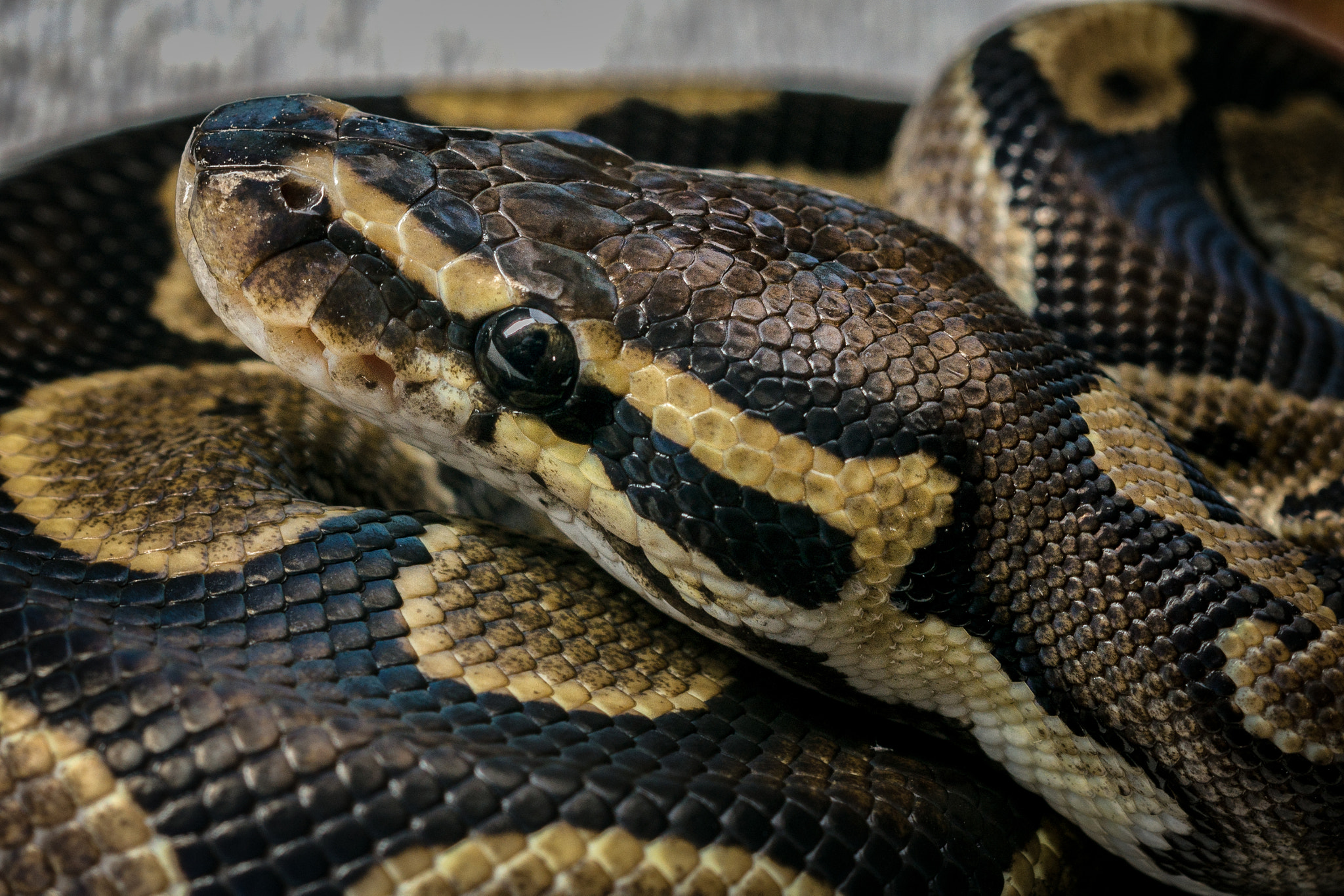 Sony SLT-A77 + Sony 50mm F2.8 Macro sample photo. Serpent 1 photography