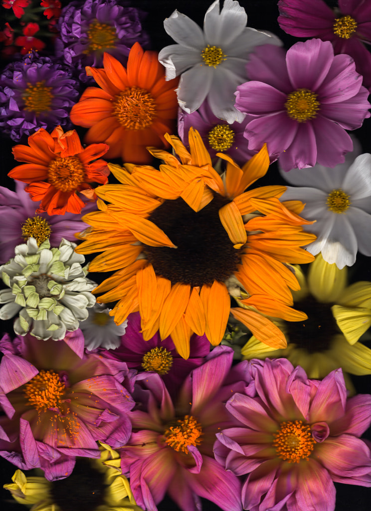 flowers galore by Samantha Durfee on 500px.com