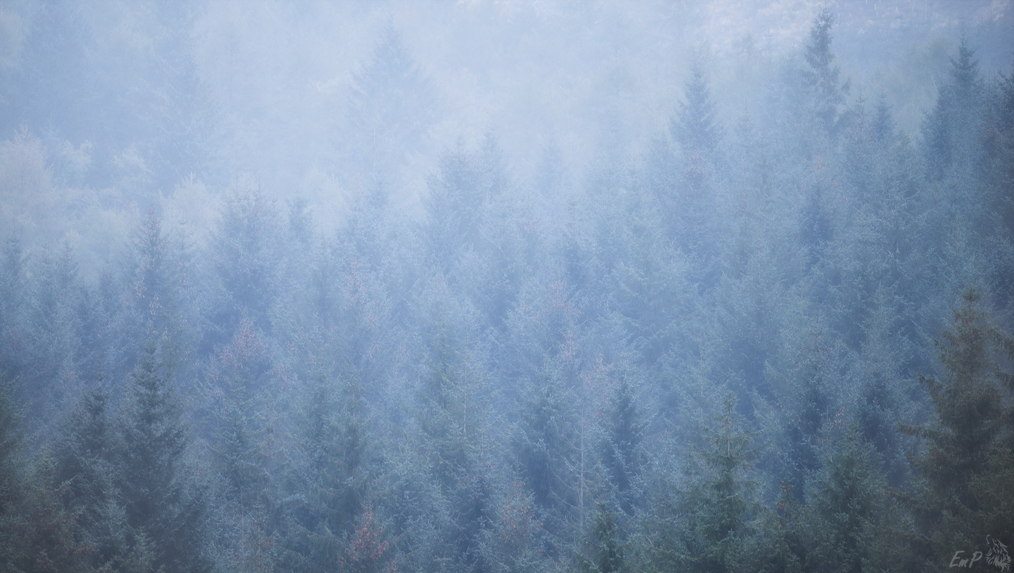 Nikon AF-S Nikkor 400mm F2.8G ED VR II sample photo. Misty morning photography