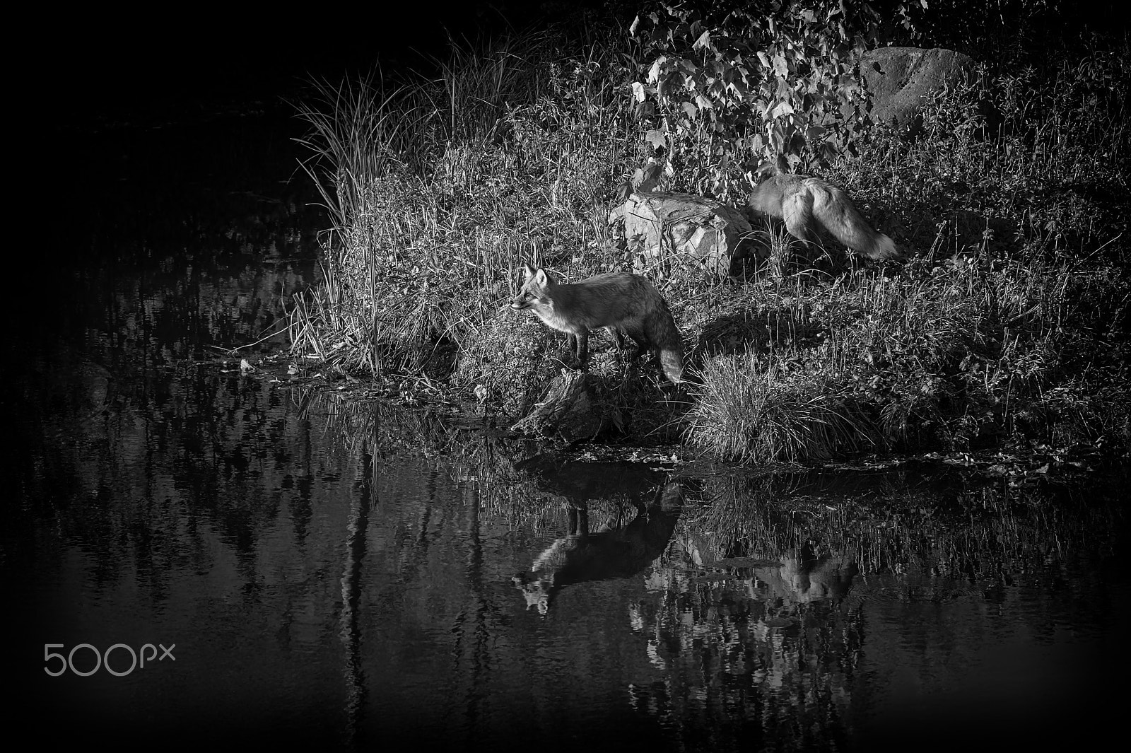 Nikon D4S sample photo. Reflections on fall photography
