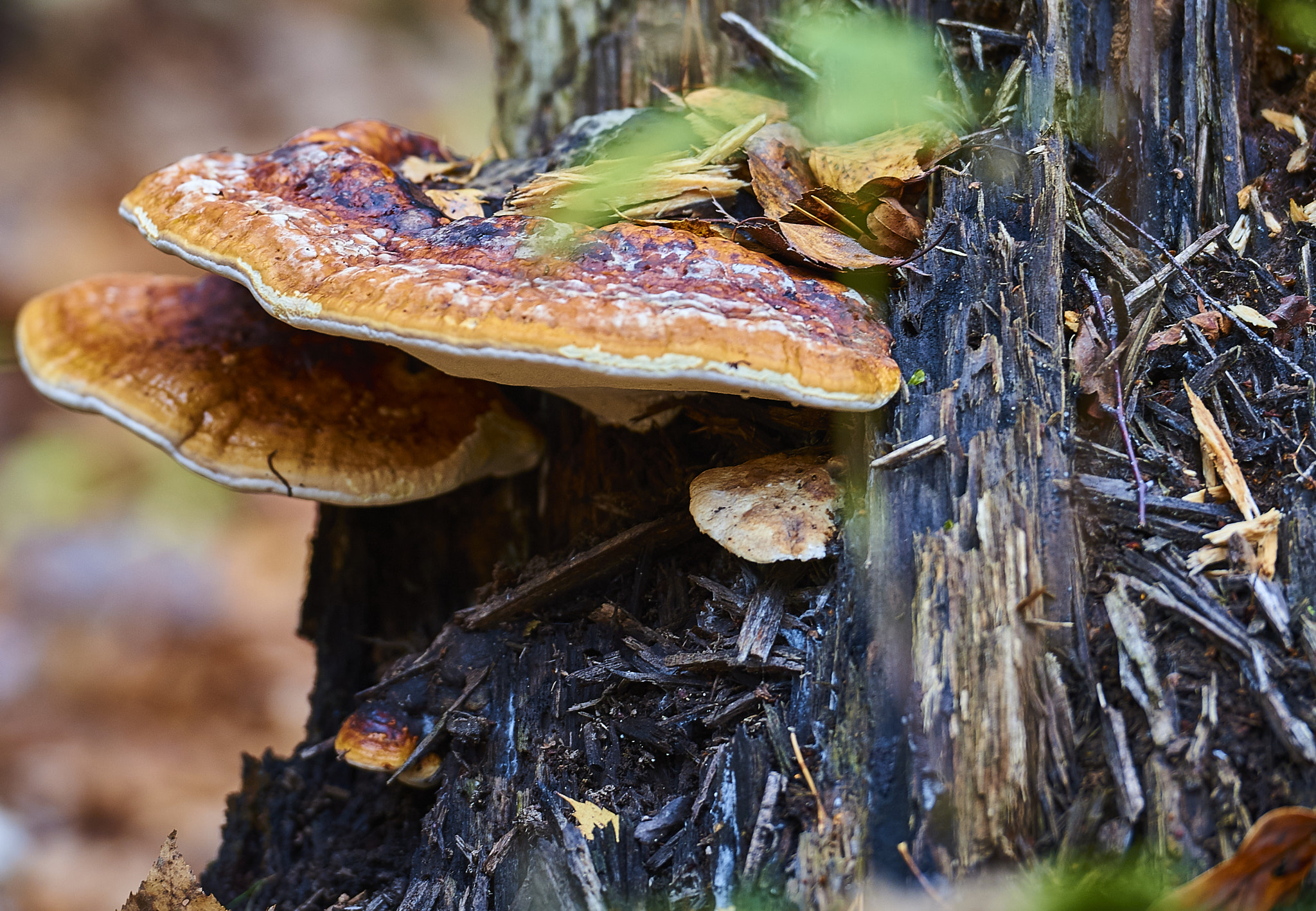 Nikon D4 sample photo. Mushrooms photography