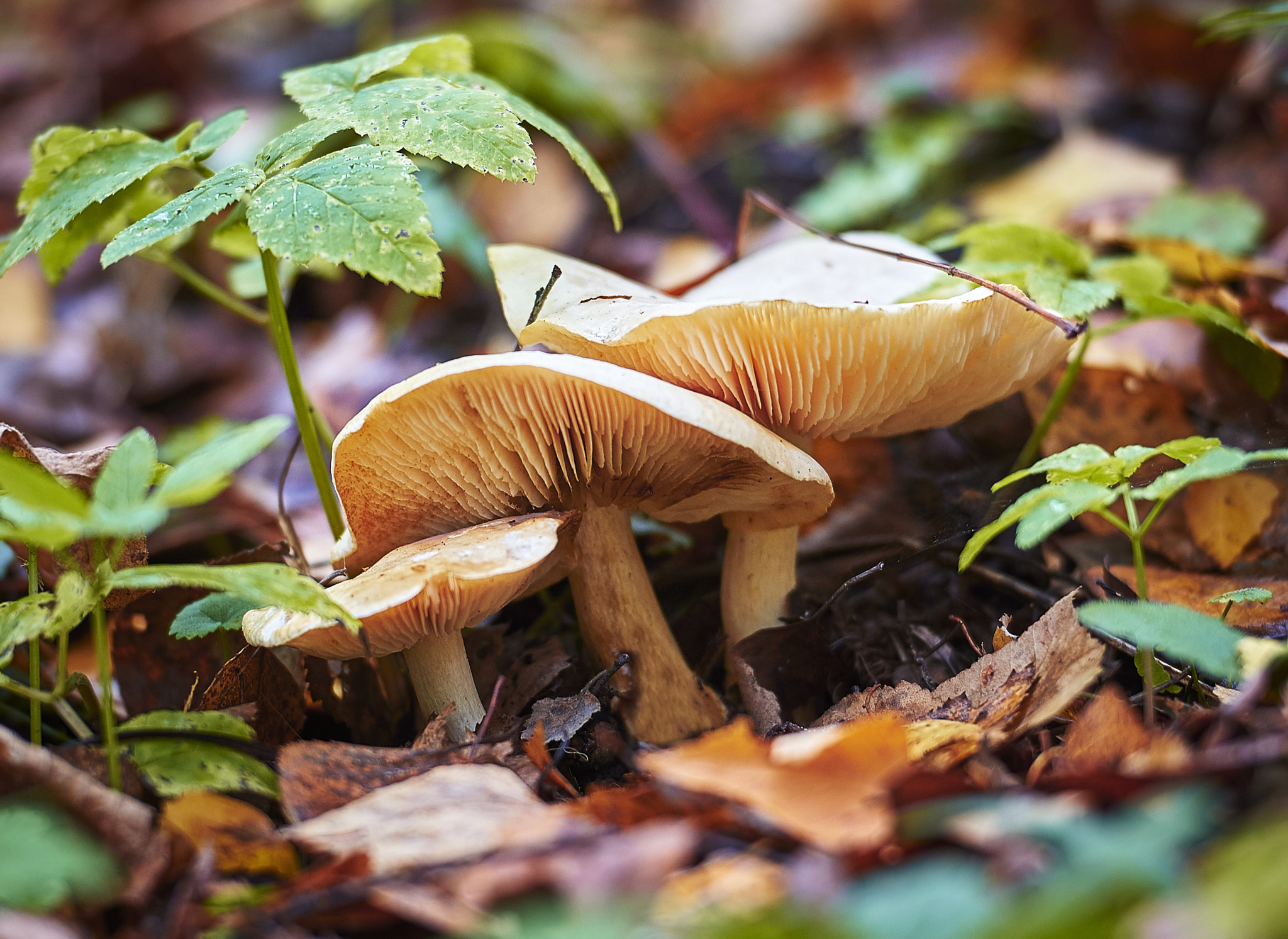 Nikon D4 sample photo. Mushrooms photography