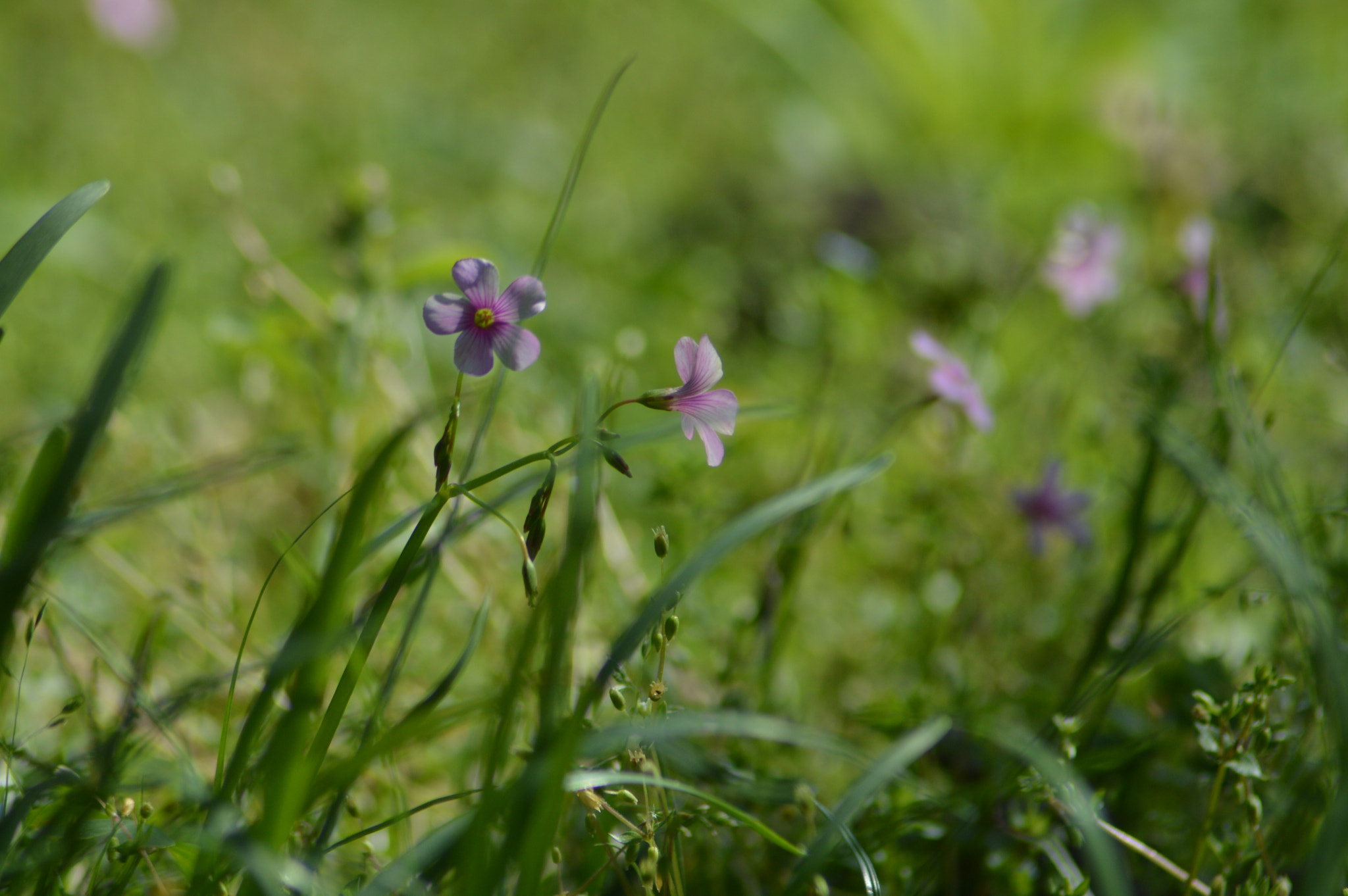 Nikon AF Nikkor 70-300mm F4-5.6G sample photo. Oxalis photography