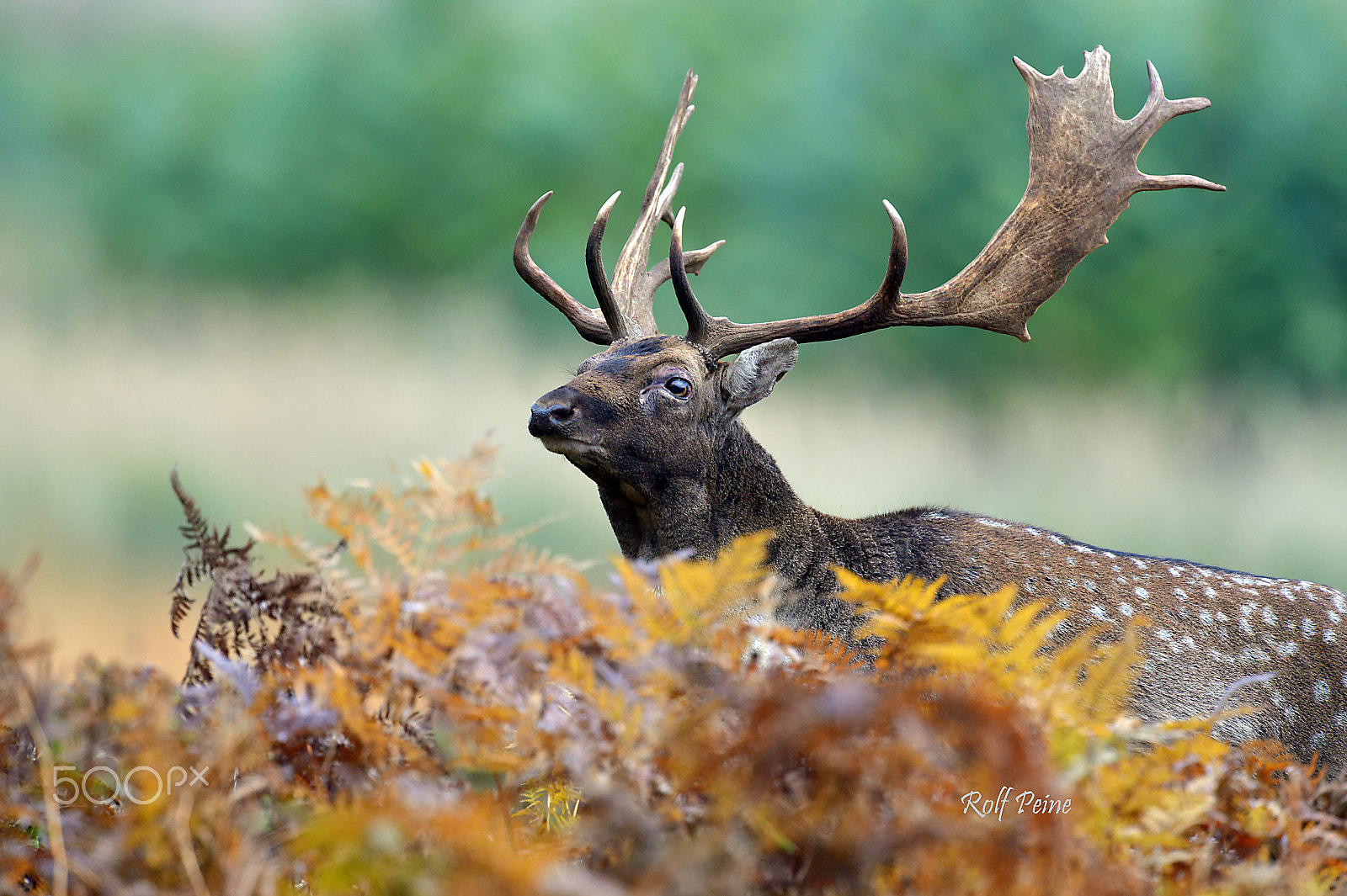 Nikon AF-S Nikkor 500mm F4D ED-IF II sample photo. Herbst bei den damhirschen photography