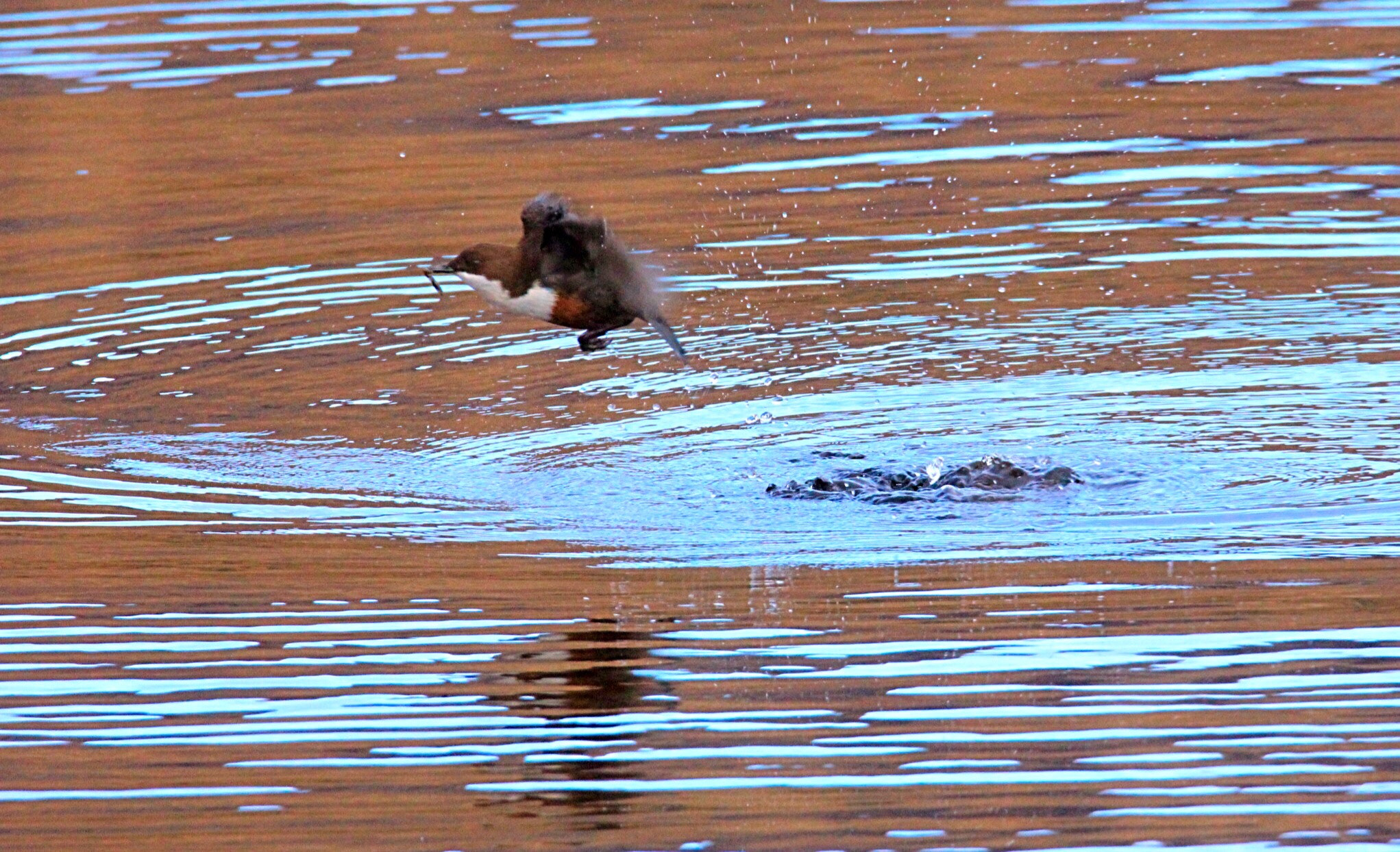 Tamron SP 150-600mm F5-6.3 Di VC USD sample photo. Dipper photography