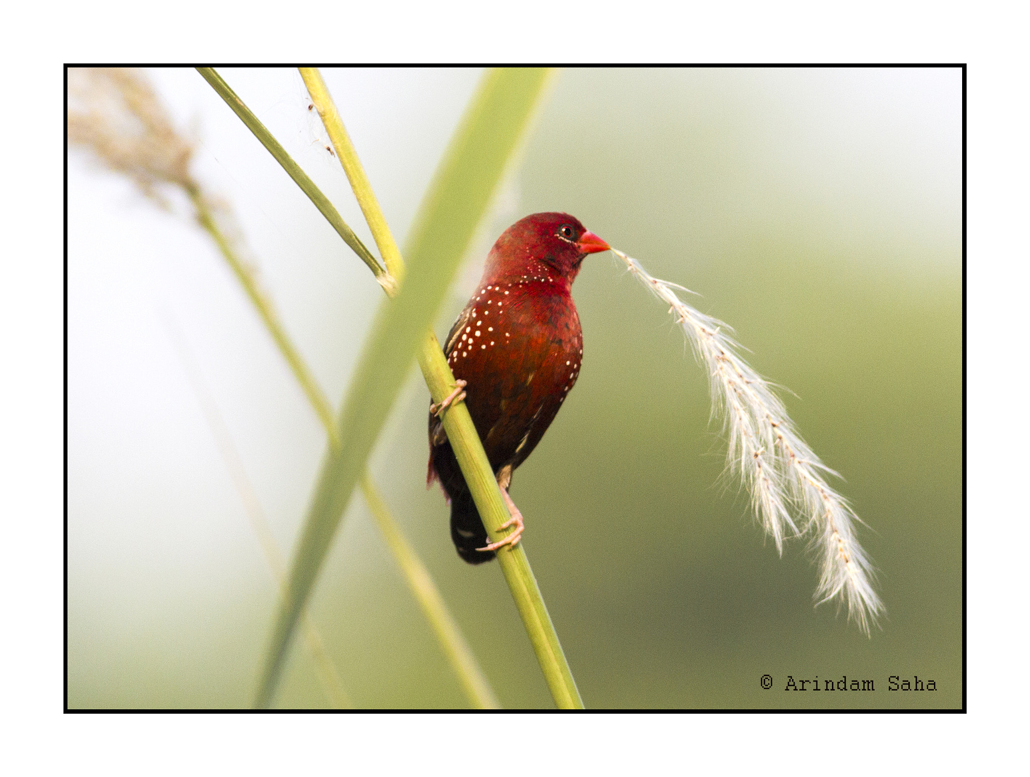 Canon EOS 550D (EOS Rebel T2i / EOS Kiss X4) + Canon EF 400mm F5.6L USM sample photo. Strawberry finch  photography