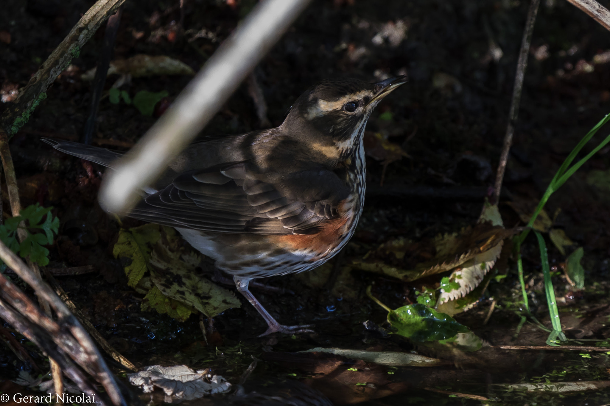 Canon EF 300mm F2.8L IS USM sample photo. Redwing near the waterfront photography