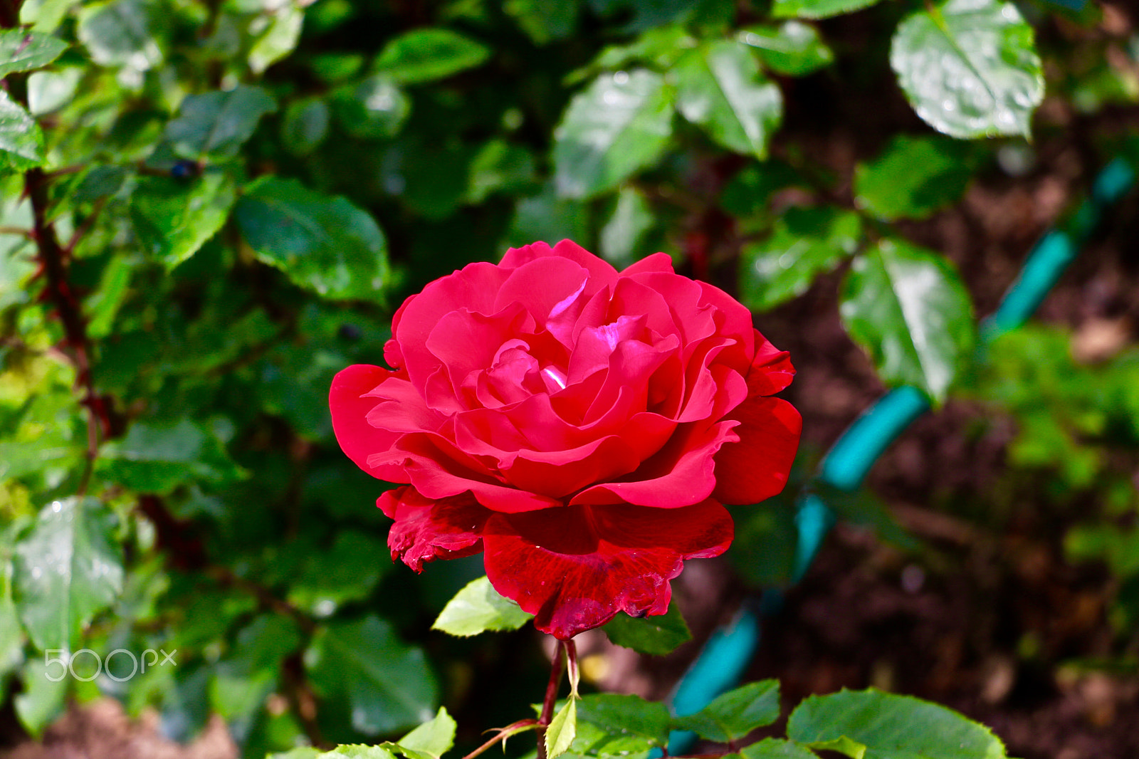 Canon EOS 760D (EOS Rebel T6s / EOS 8000D) + Canon EF-S 18-135mm F3.5-5.6 IS STM sample photo. Red rose photography