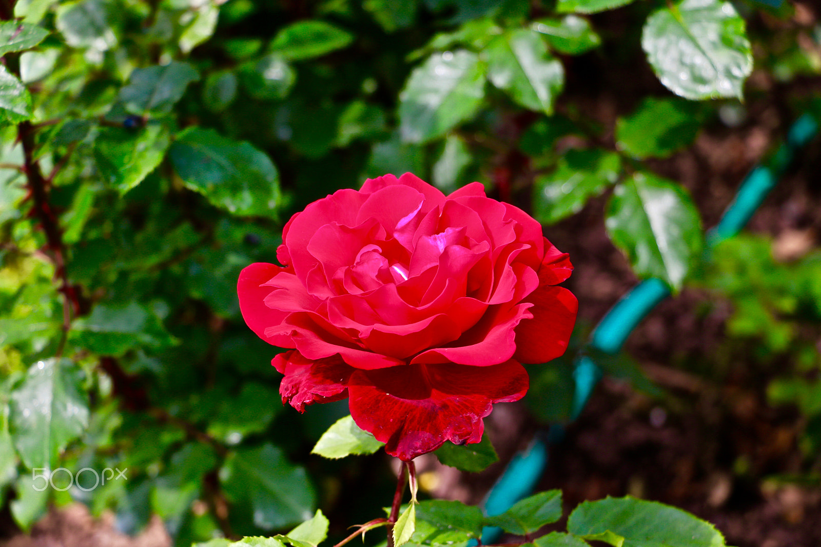 Canon EOS 760D (EOS Rebel T6s / EOS 8000D) sample photo. Red rose photography