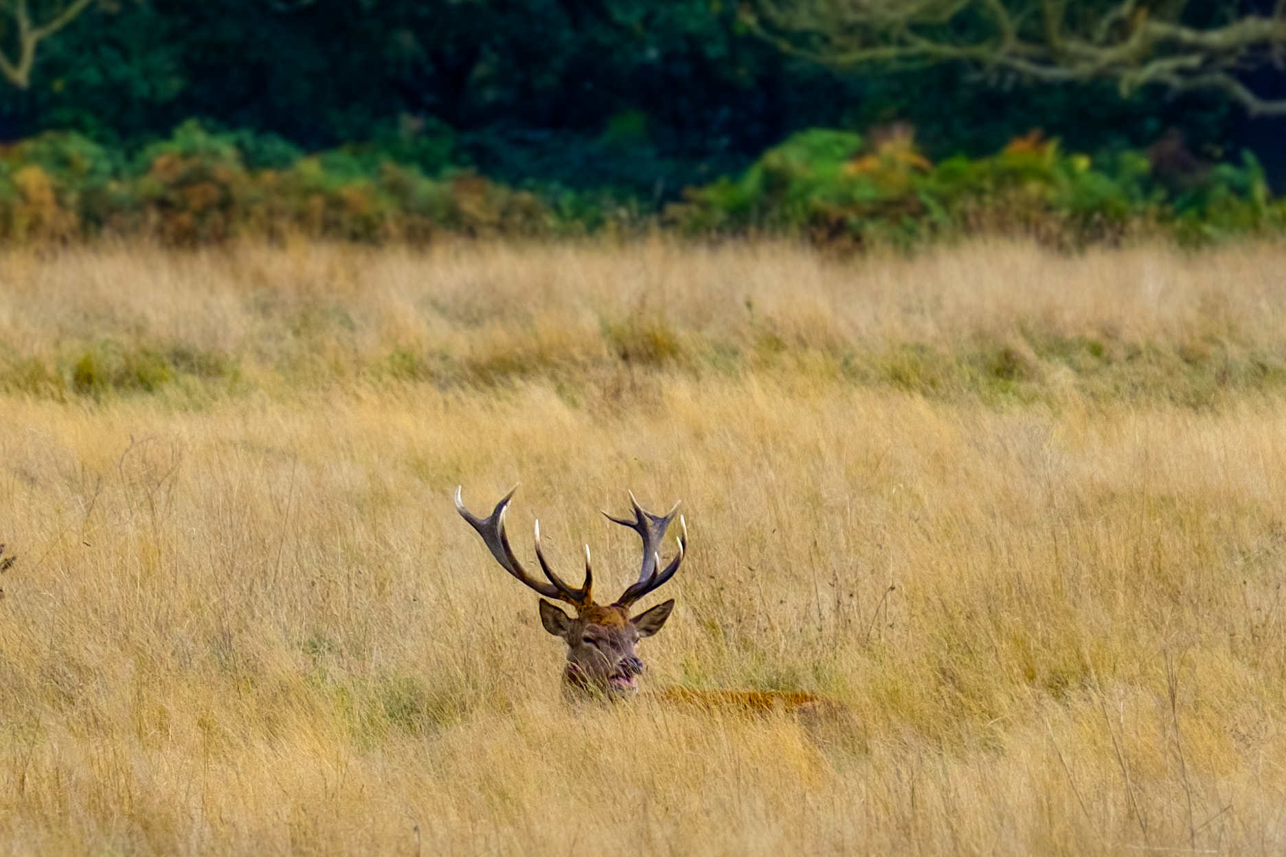 Fujifilm X-Pro2 + Fujifilm XF 55-200mm F3.5-4.8 R LM OIS sample photo. Richmond park wildlife photography