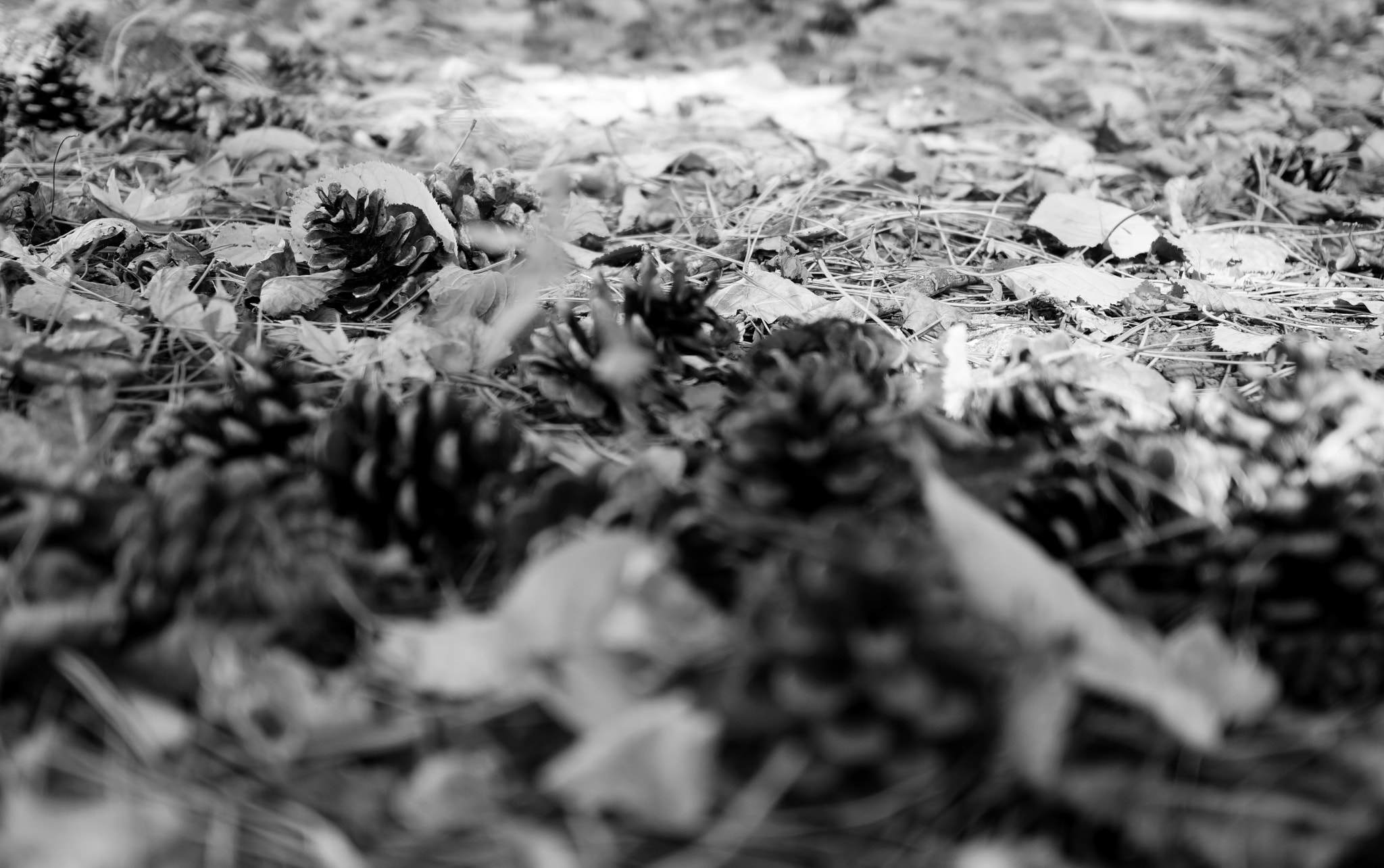 Sony a6000 + Sony Sonnar T* E 24mm F1.8 ZA sample photo. Pine cones photography