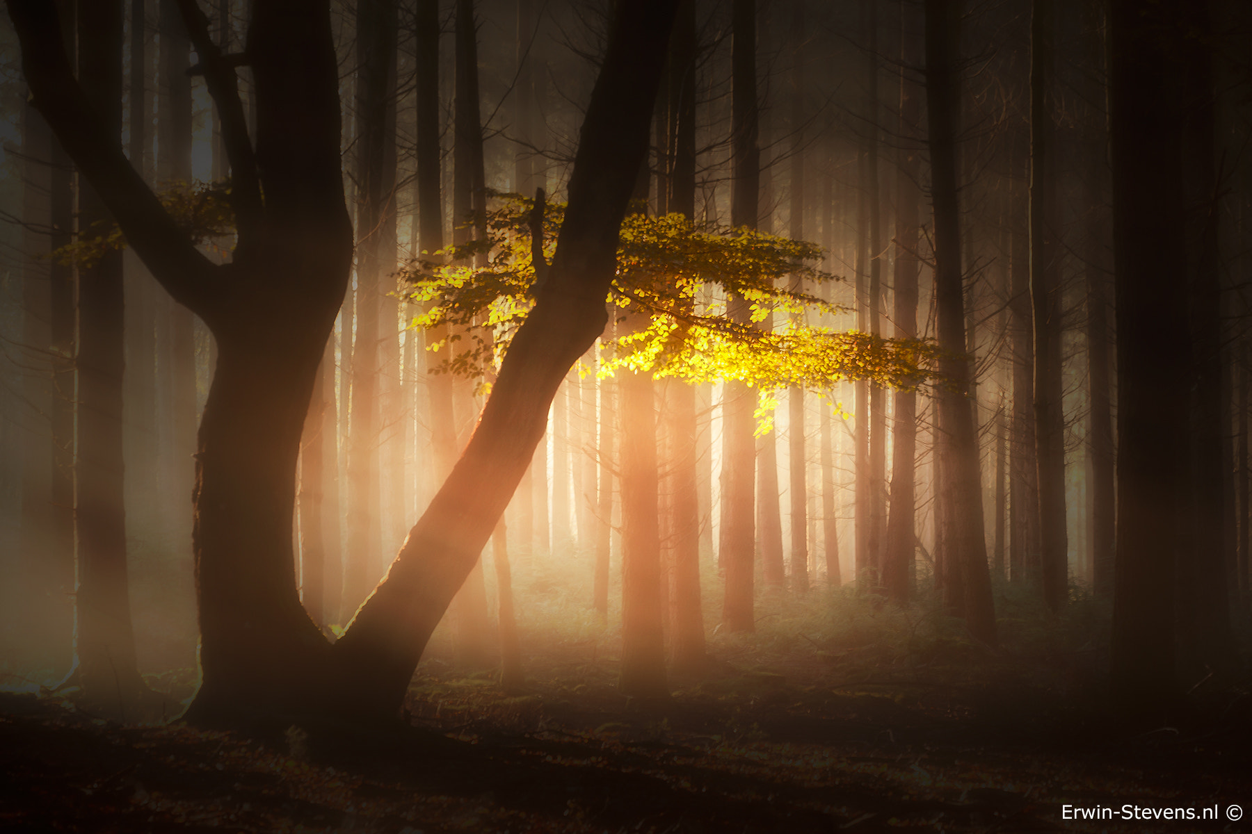 Sigma APO Macro 150mm f/2.8 EX DG HSM sample photo. Misty forest photography
