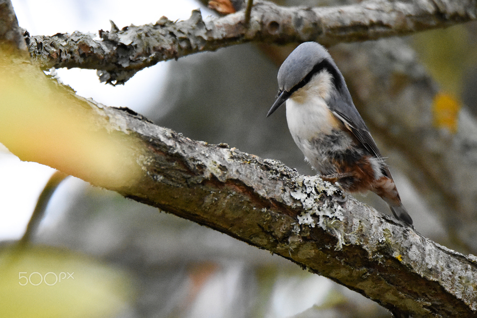 Nikon D7200 + Tamron SP 150-600mm F5-6.3 Di VC USD sample photo. Nutty nuthatch's nut! photography