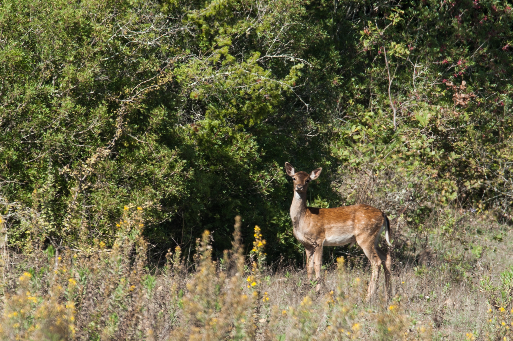 Sigma 120-400mm F4.5-5.6 DG OS HSM sample photo. Doe photography