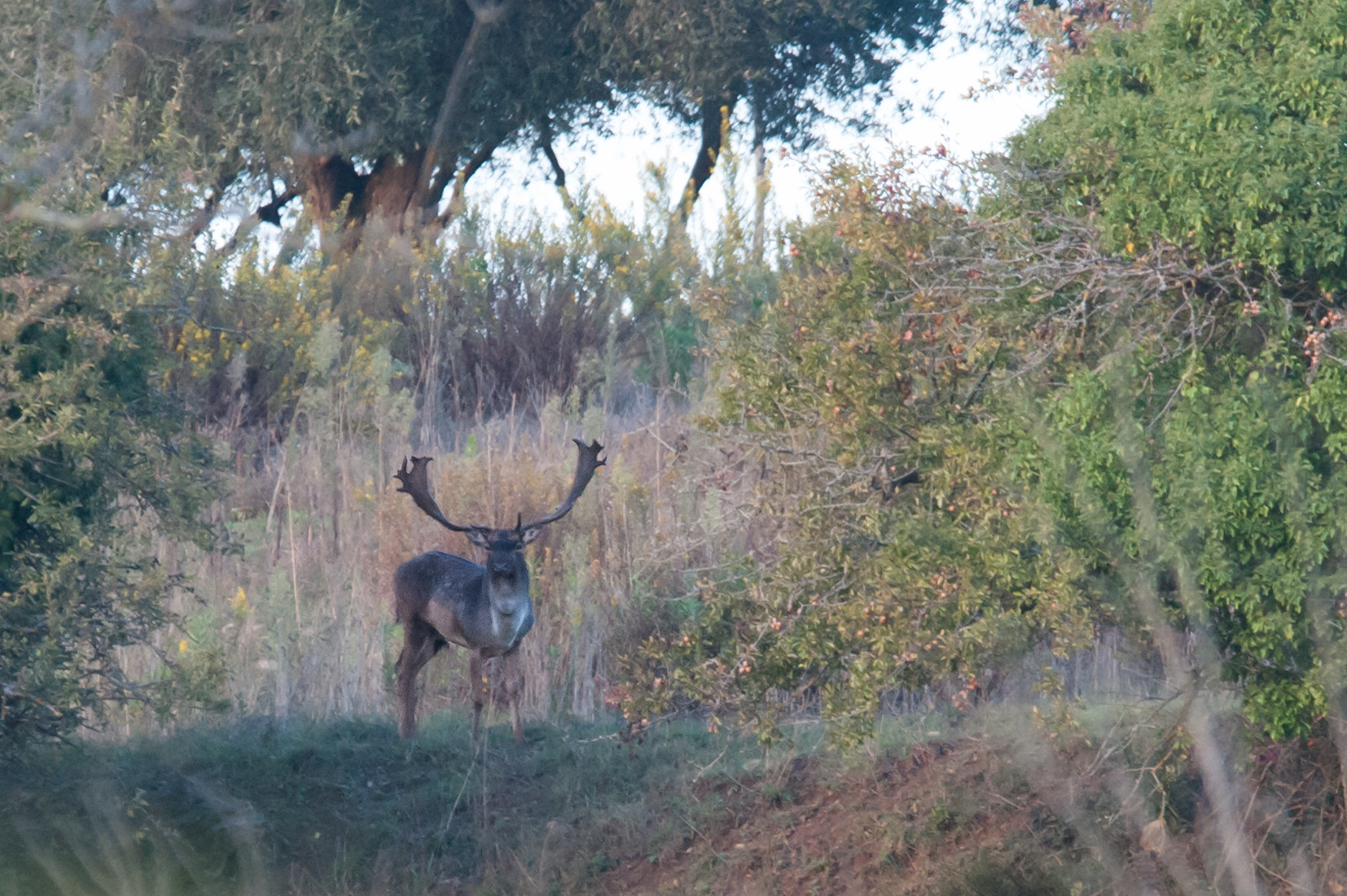 Sigma 120-400mm F4.5-5.6 DG OS HSM sample photo. Buck photography