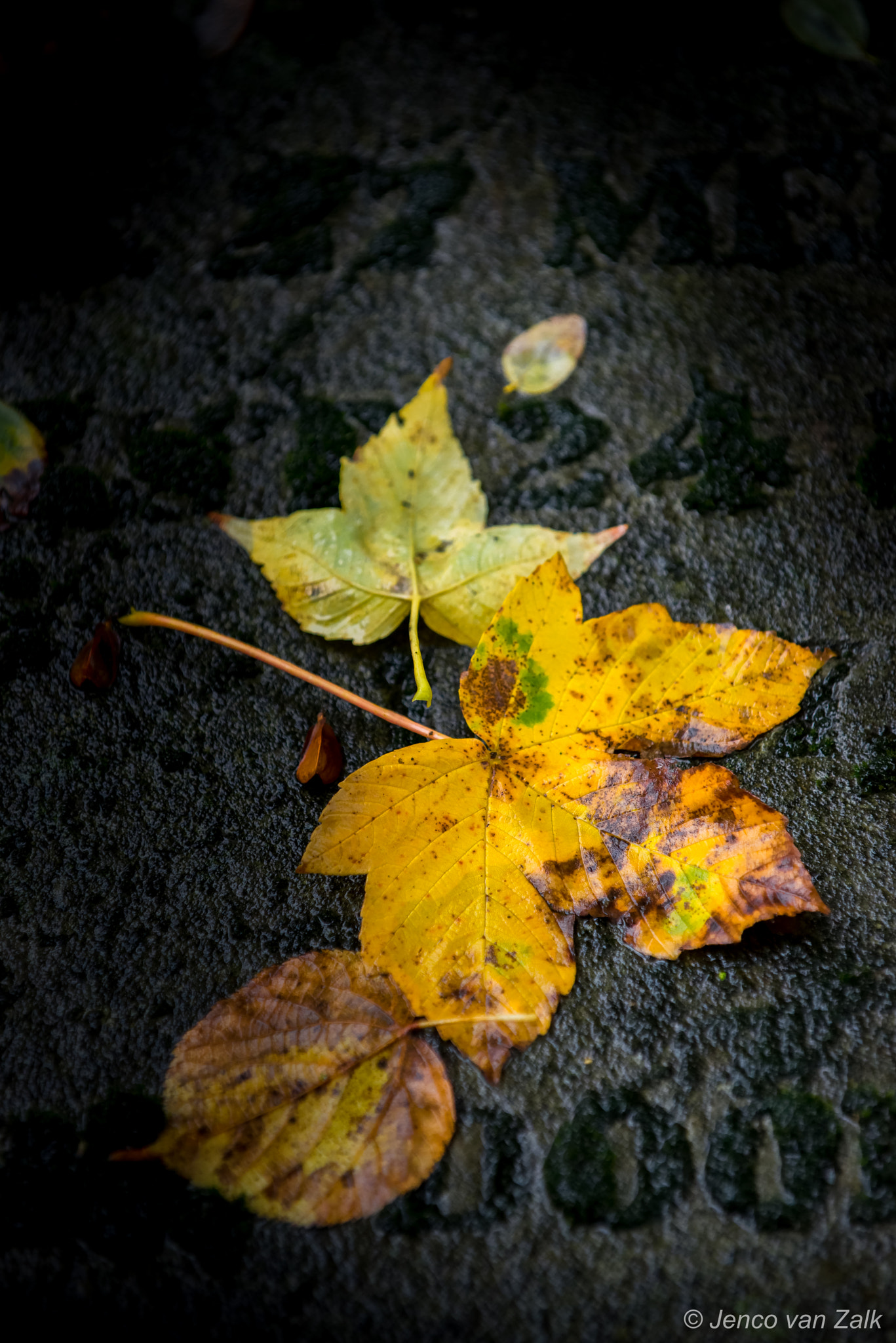 Nikon D800E sample photo. Time off the year photography