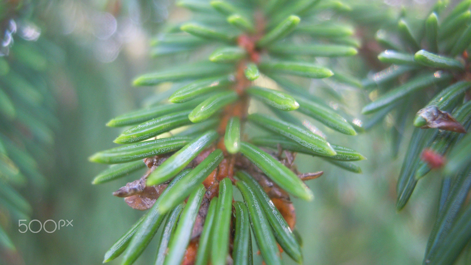 Nikon Coolpix S5100 sample photo. Spruce branch :0 photography