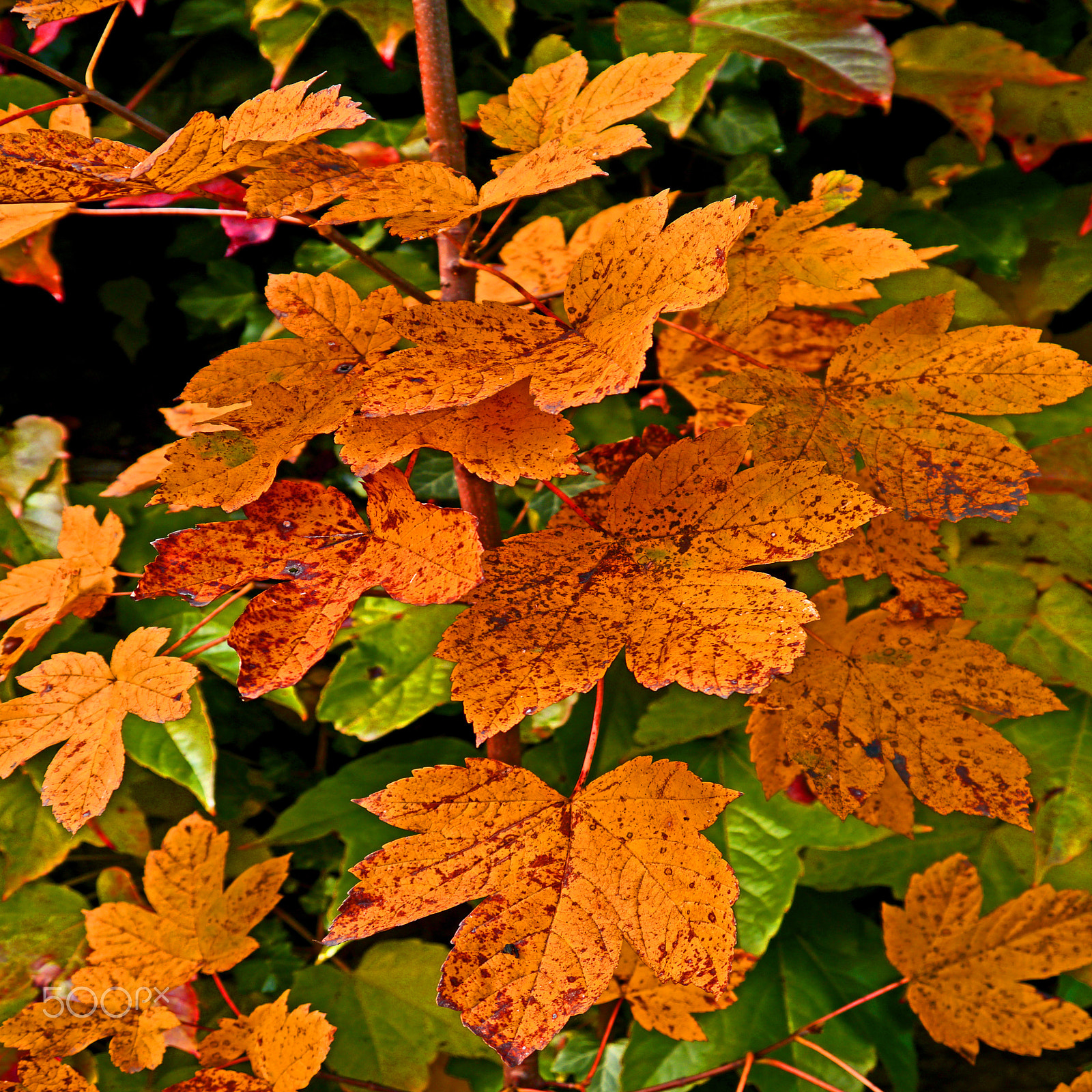 Panasonic Lumix DMC-G3 sample photo. Glowing autumn leafs photography