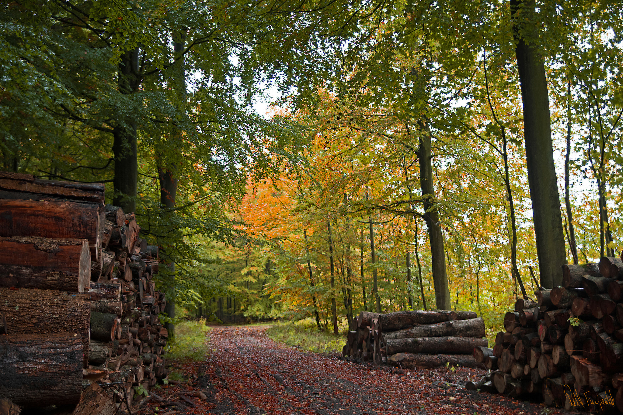 Pentax K-1 + Sigma sample photo. The forest photography