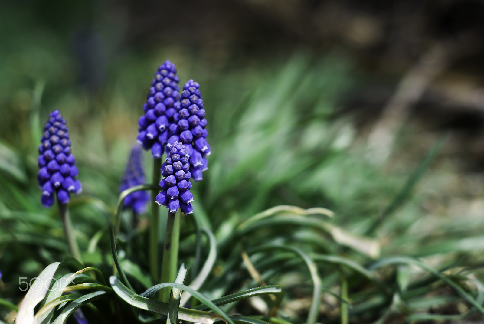 Nikon D60 + Nikon AF Nikkor 50mm F1.8D sample photo. Grape hyacinth cluster photography