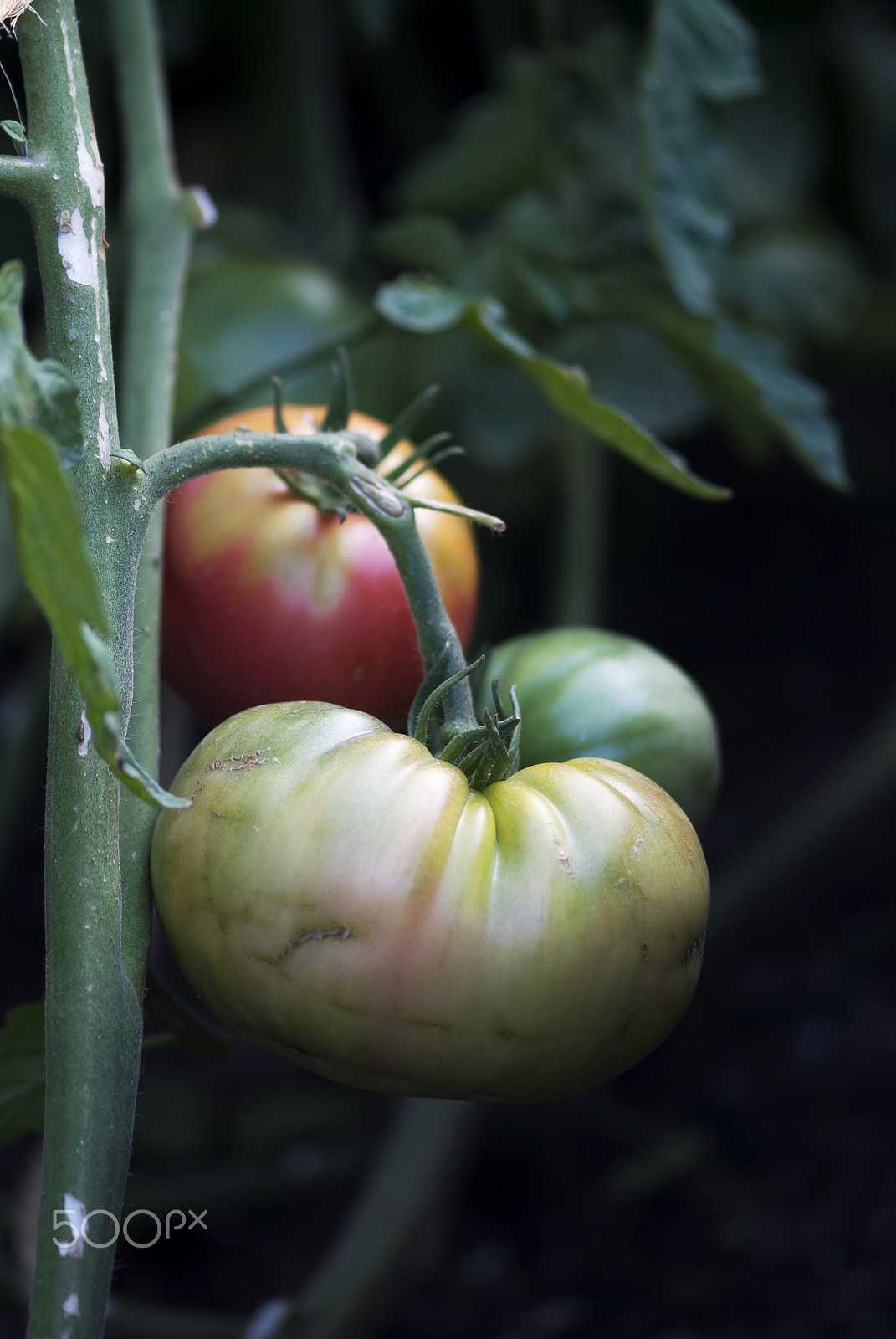 Nikon AF-S Micro-Nikkor 105mm F2.8G IF-ED VR sample photo. Green heirloom tomatoes photography