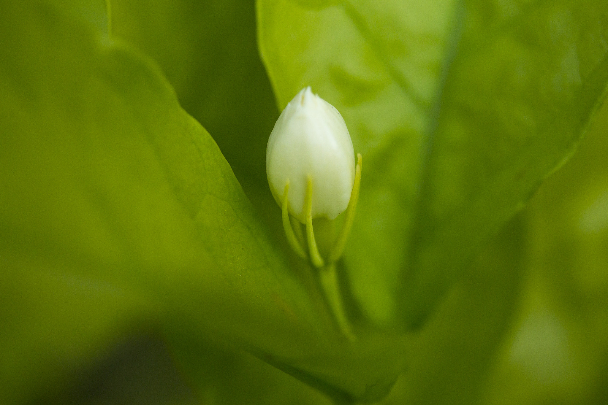 Canon EF-S 60mm F2.8 Macro USM sample photo. White bud within leaves photography