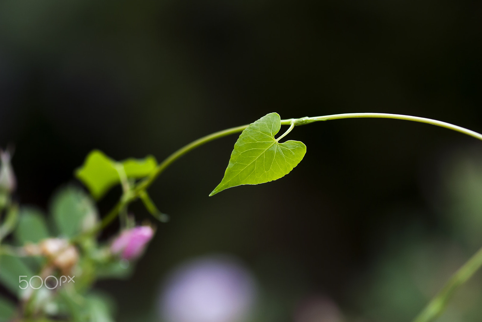 Nikon AF-S Micro-Nikkor 105mm F2.8G IF-ED VR sample photo. Heart leaf photography
