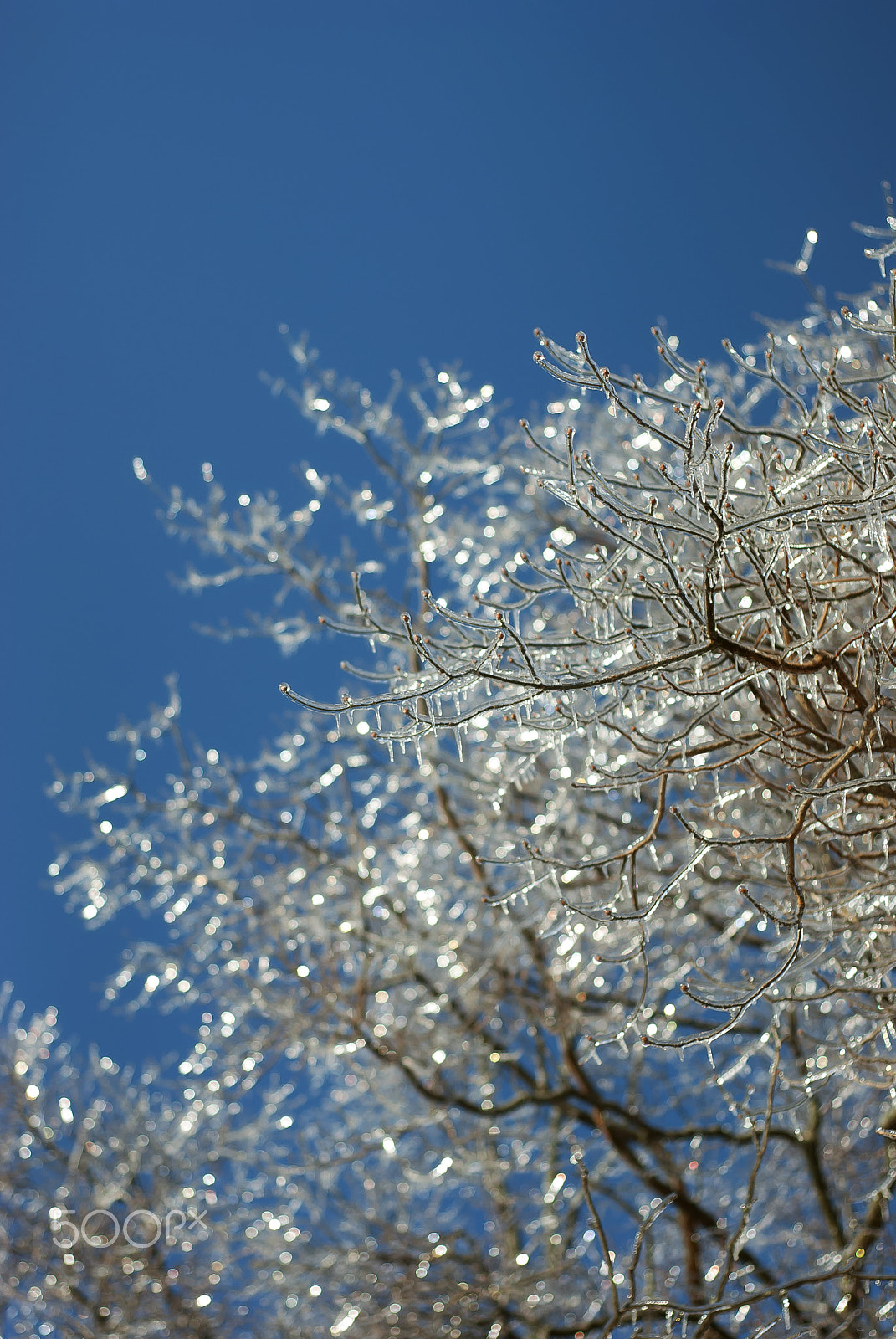 Nikon D60 + Nikon AF Nikkor 50mm F1.8D sample photo. Ice coated tree branches photography