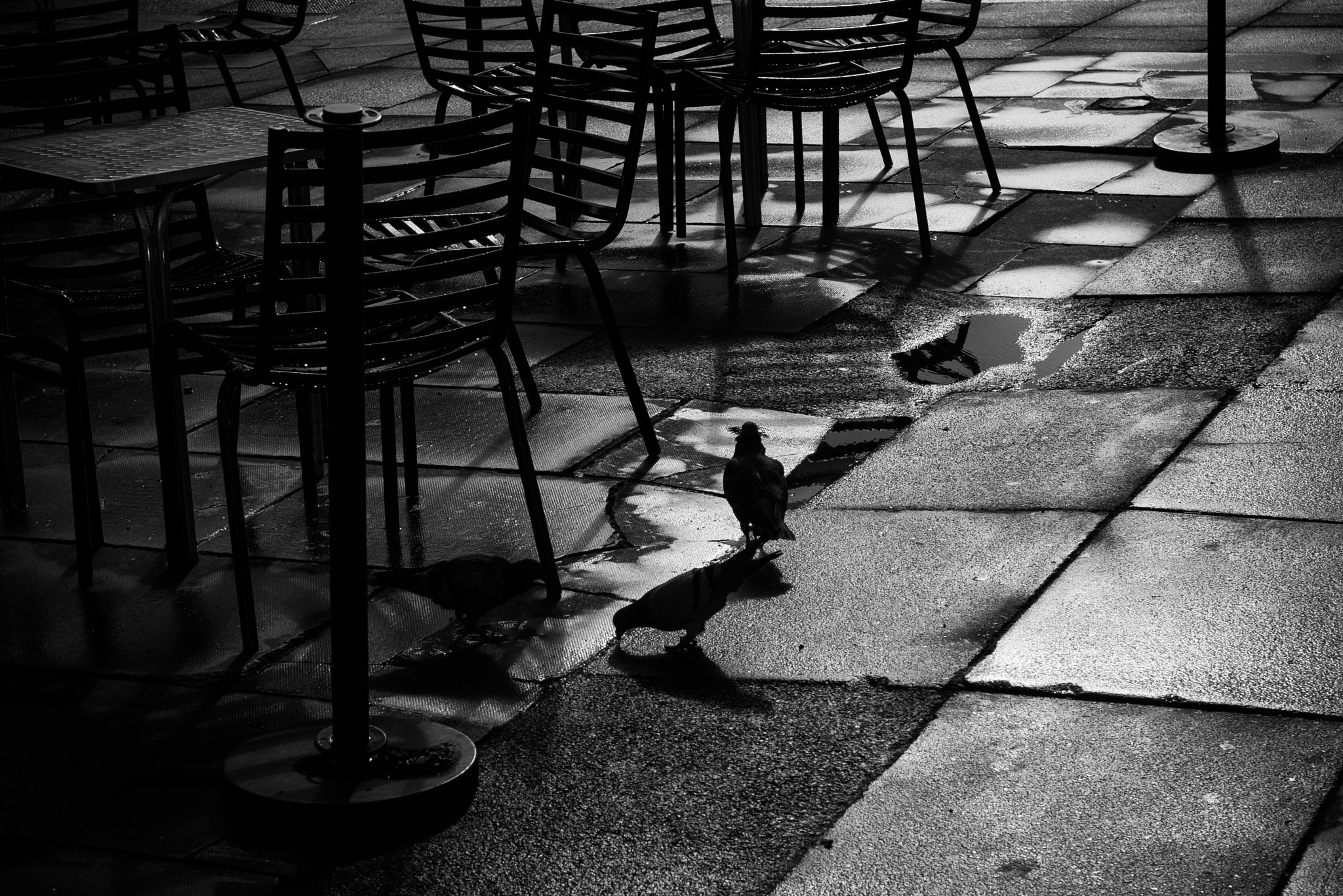 Pentax K100D Super + A Series Lens sample photo. Pigeons  photography