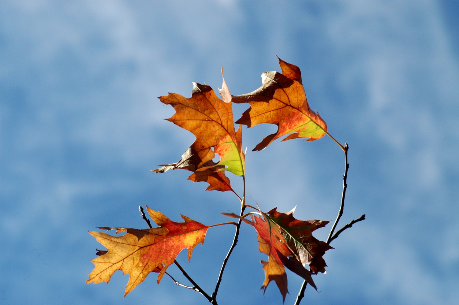 Nikon D70s + Sigma Macro 90mm F2.8 sample photo. A photography