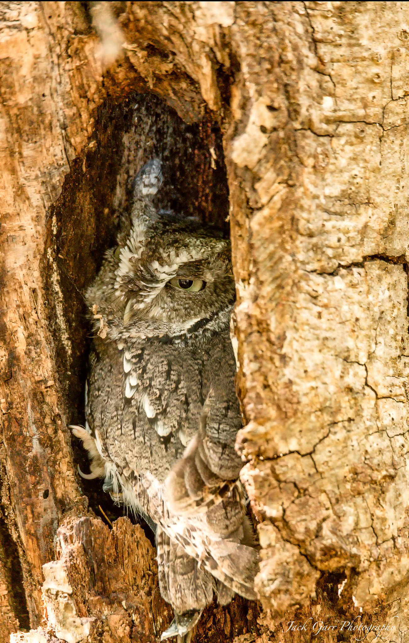 Canon EOS 5DS + 150-600mm F5-6.3 DG OS HSM | Sports 014 sample photo. Eastern screech owl adult gray morph photography
