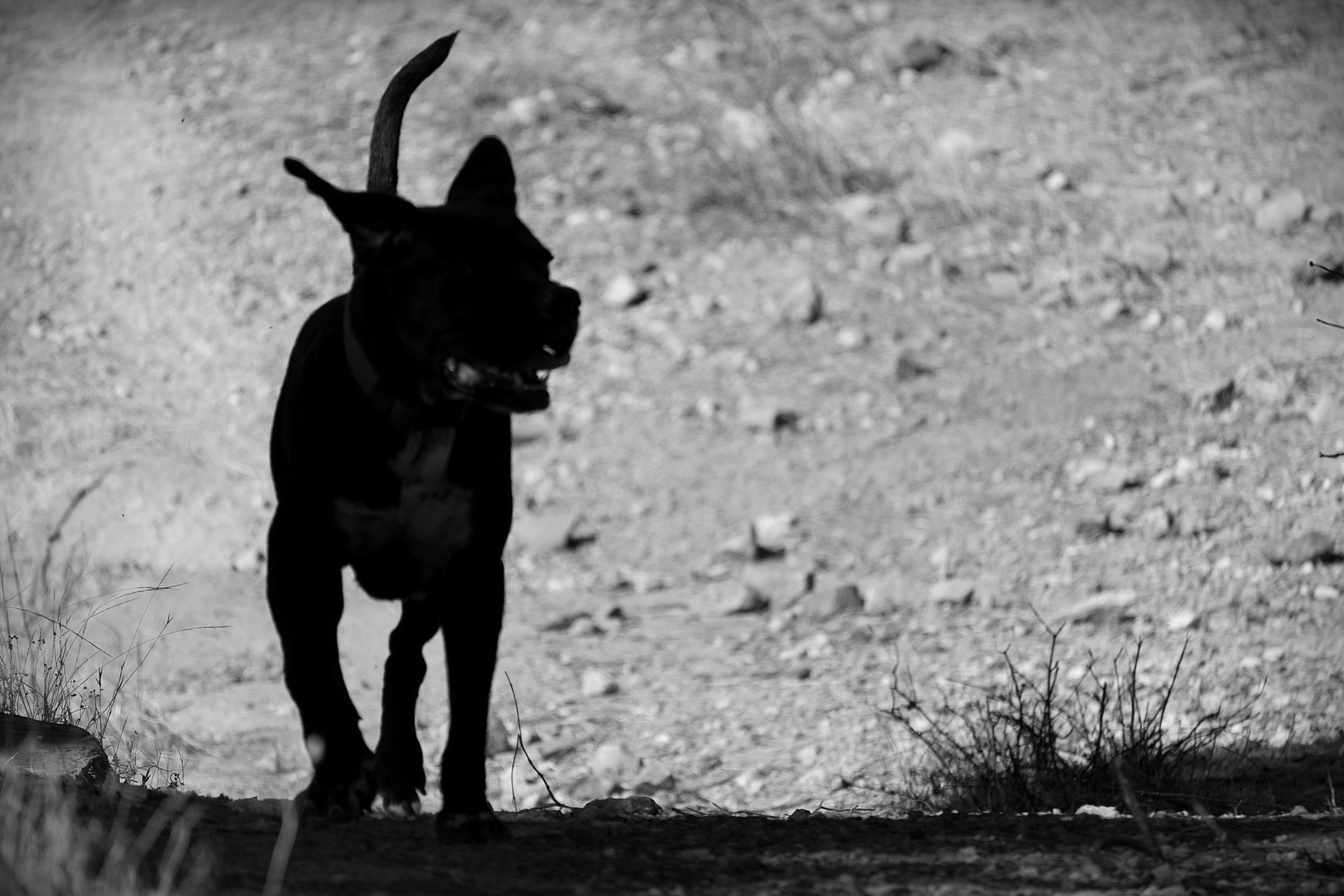 Canon EF-S 55-250mm F4-5.6 IS STM sample photo. Caminando voy photography