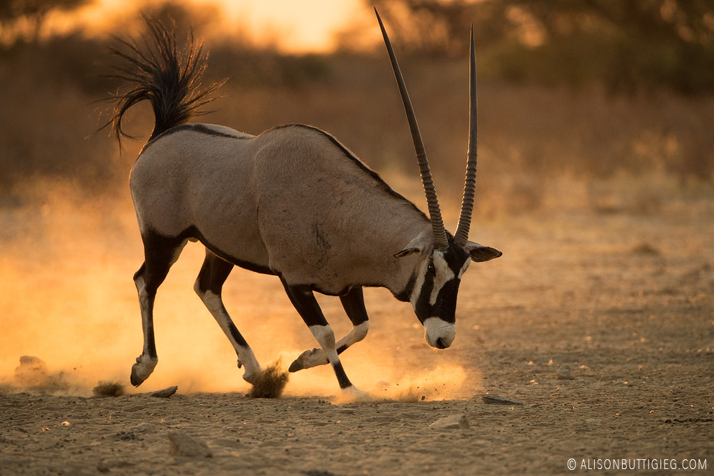 Canon EF 200-400mm F4L IS USM Extender 1.4x sample photo. Kalahari gemsbok photography