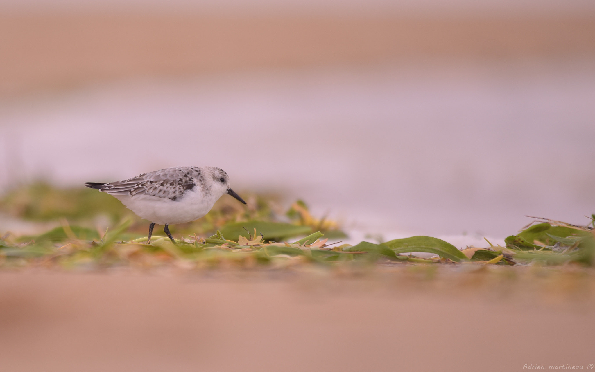 Sigma 150-500mm F5-6.3 DG OS HSM sample photo. Bécasseau sanderling (calidris alba) photography