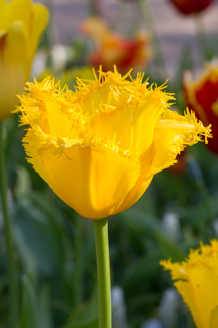 Canon EOS 7D sample photo. Yellow tulip photography
