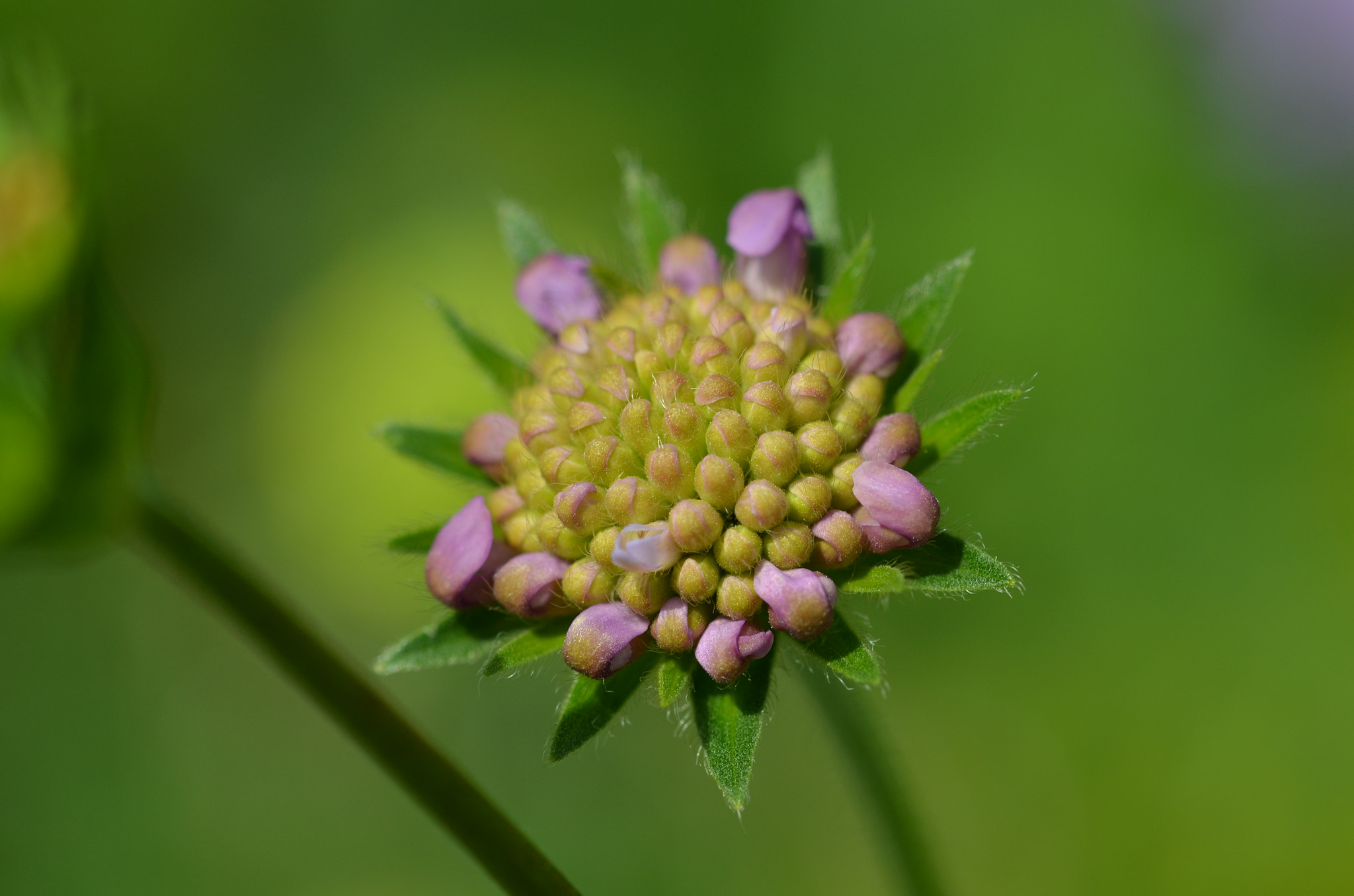 Sigma 105mm F2.8 EX DG OS HSM sample photo. Cornflower  photography