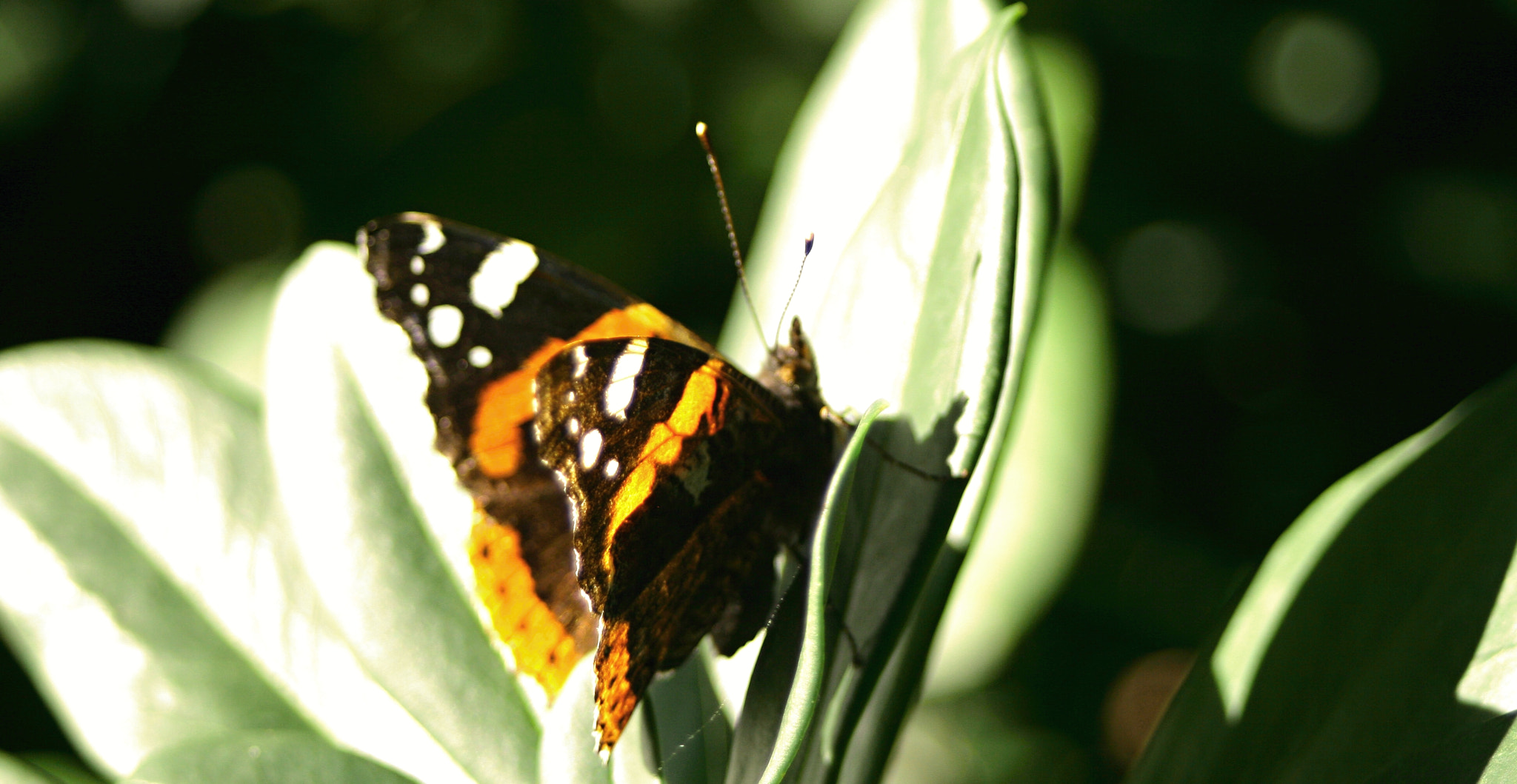 Canon EF 28-80mm f/3.5-5.6 USM IV sample photo. Meeting with a butterfly 2 photography
