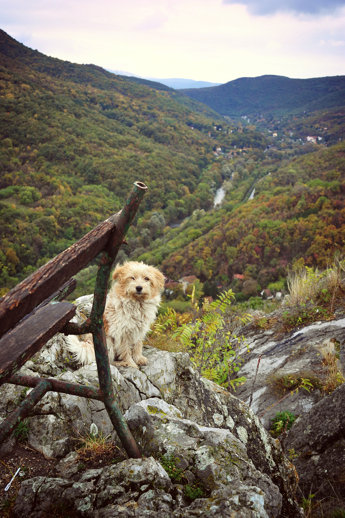 AF Zoom-Nikkor 28-80mm f/3.5-5.6D sample photo. Dog and the canyon photography