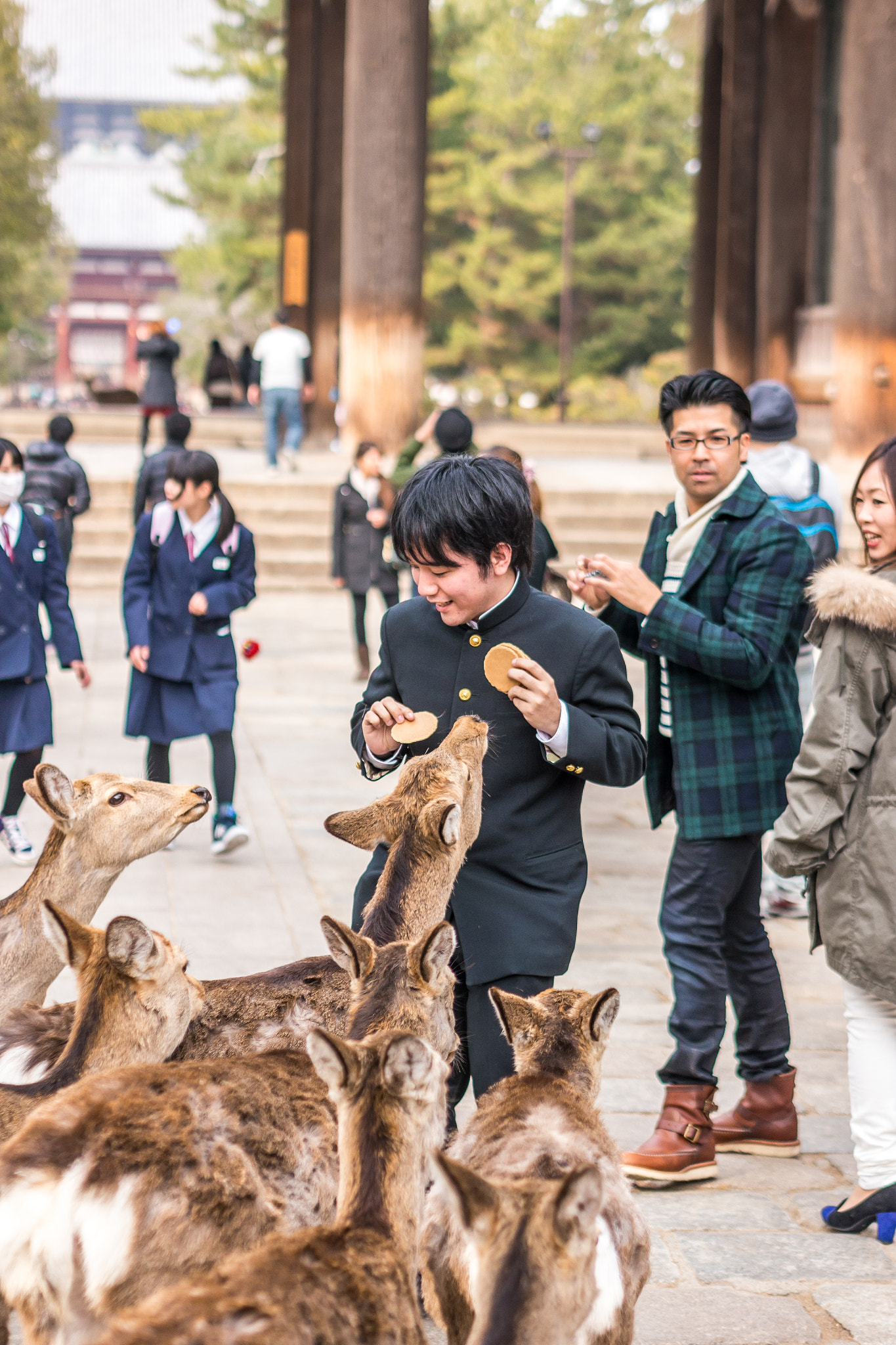 Panasonic Lumix DMC-G5 + Olympus M.Zuiko Digital 45mm F1.8 sample photo. Boy attacked by a group of deers photography