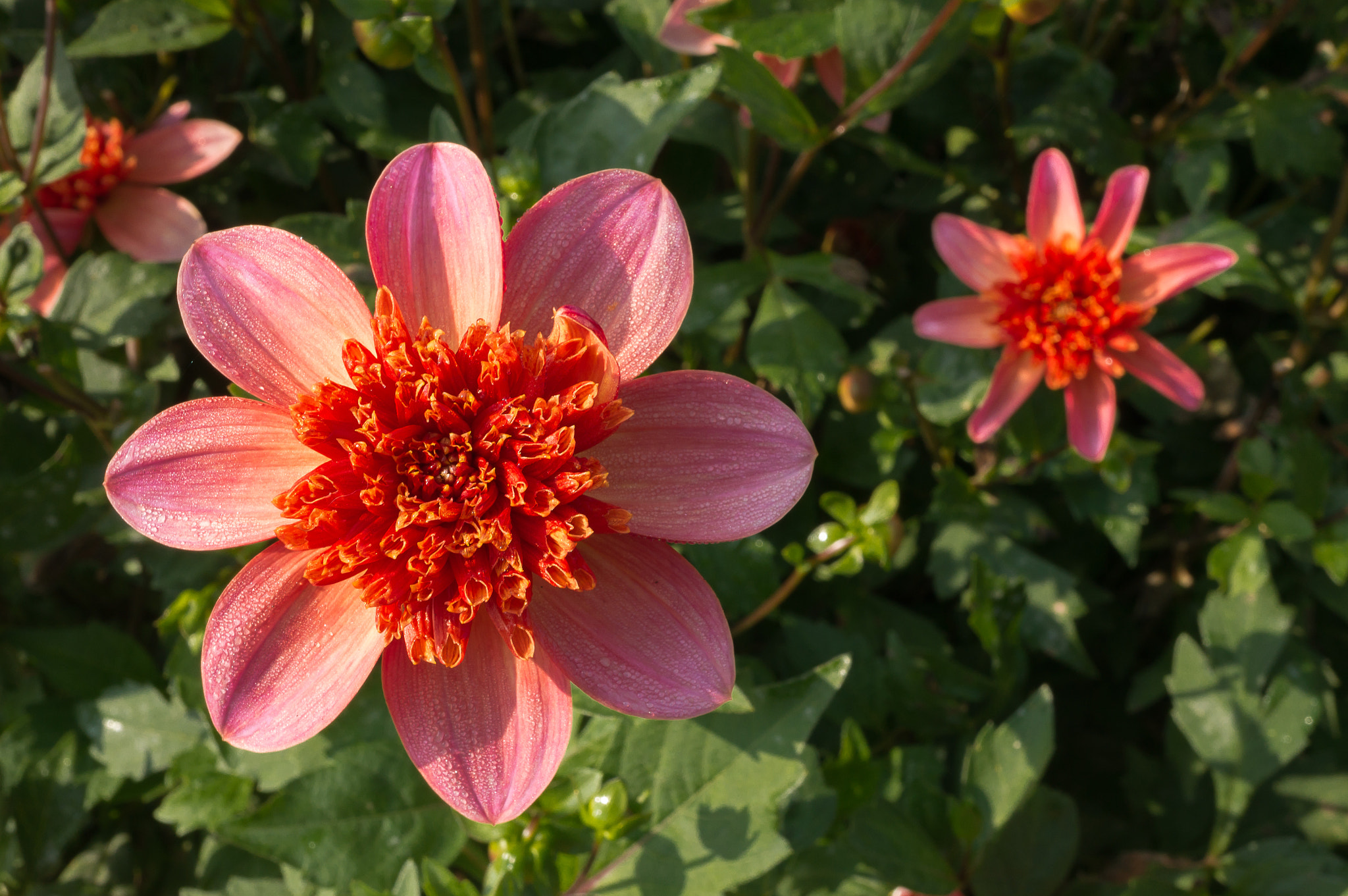 Sony E 30mm F3.5 Macro sample photo. Dahlia viii photography