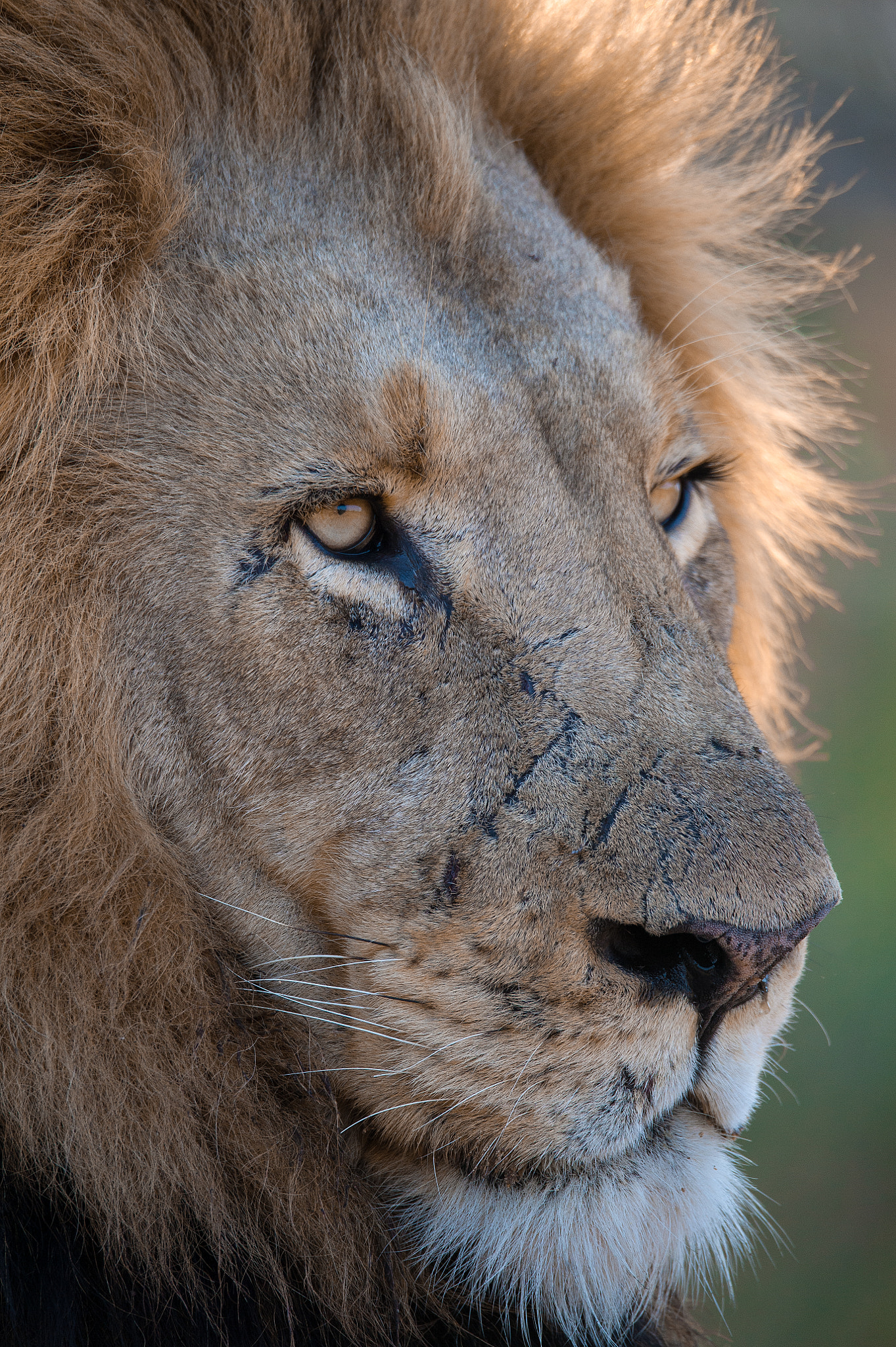 Sigma 150-600mm F5-6.3 DG OS HSM | S sample photo. In thought photography