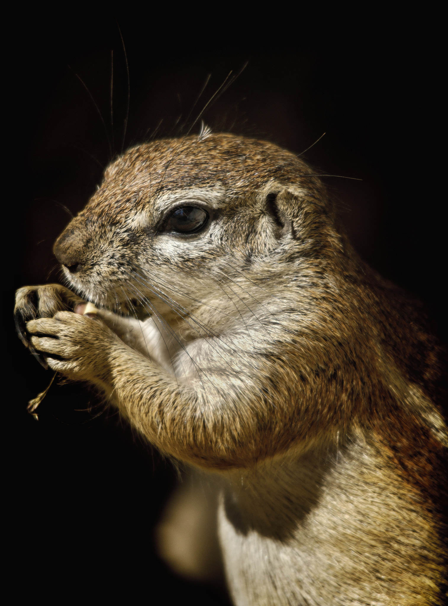 Sigma 50-500mm F4.5-6.3 DG OS HSM sample photo. Prairie dog iii photography