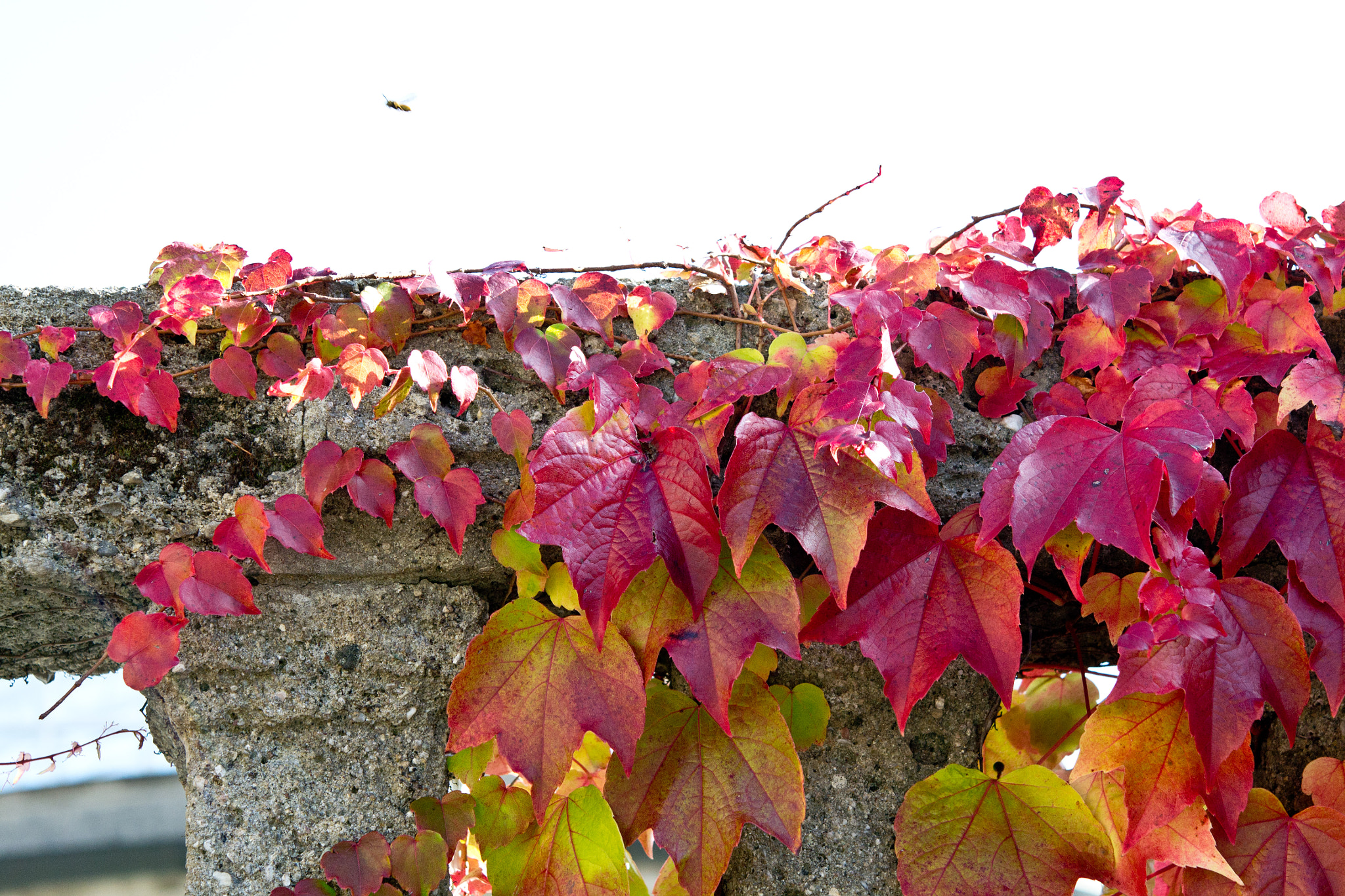 Nikon AF-S Micro-Nikkor 60mm F2.8G ED sample photo. Mauer photography