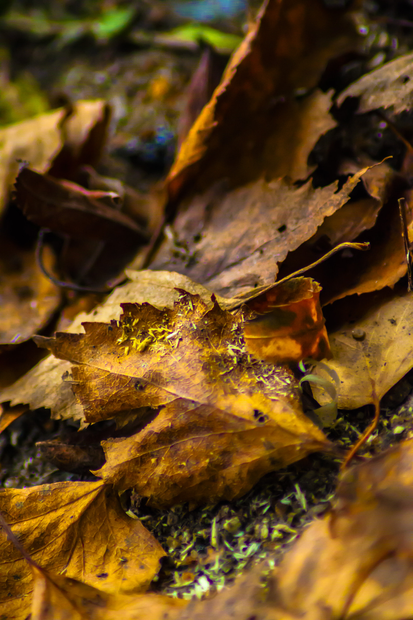Canon EOS 500D (EOS Rebel T1i / EOS Kiss X3) sample photo. Leaf photography