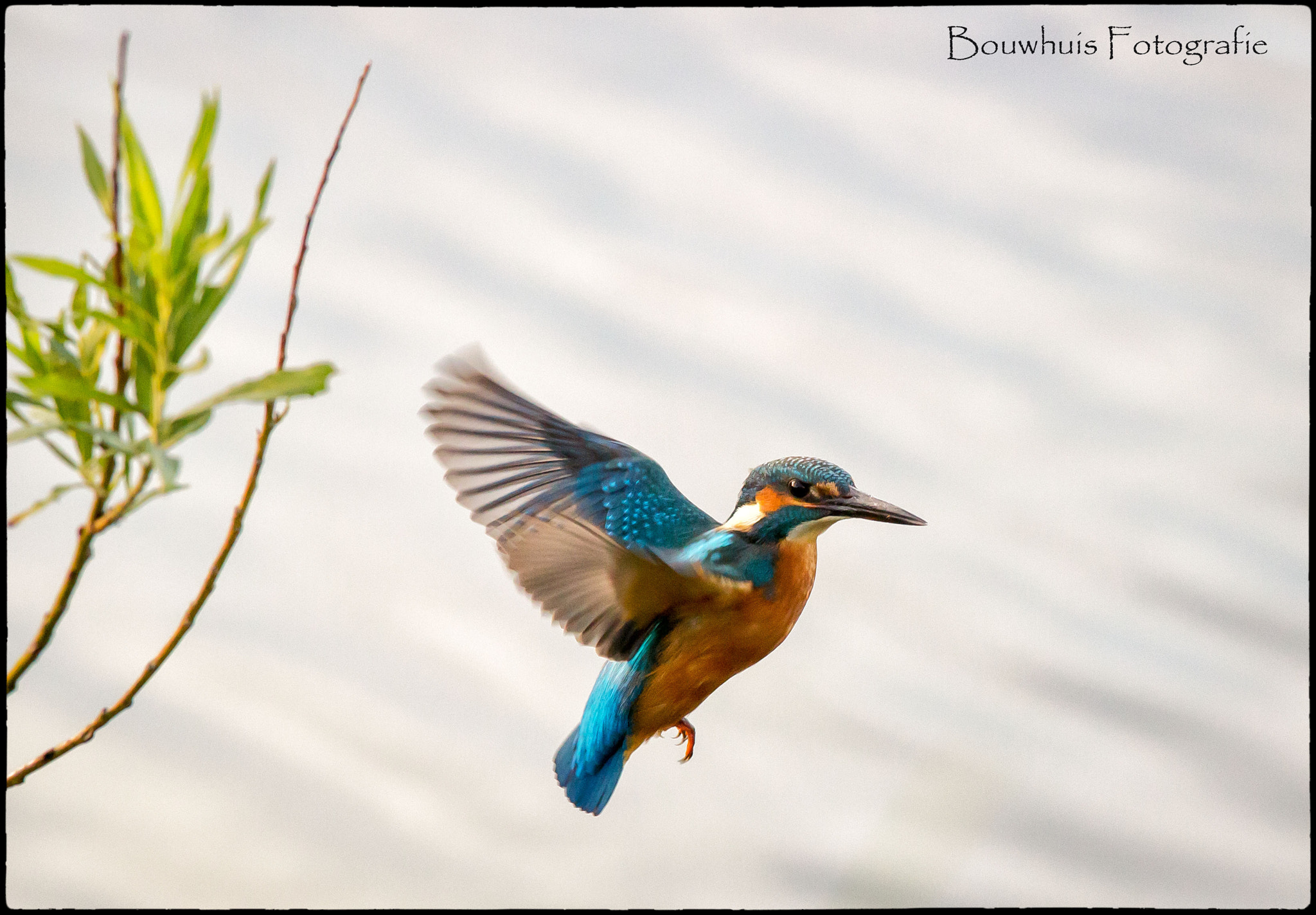 Canon EOS 600D (Rebel EOS T3i / EOS Kiss X5) + Canon EF 70-200mm F4L IS USM sample photo. Flying kingfisher photography
