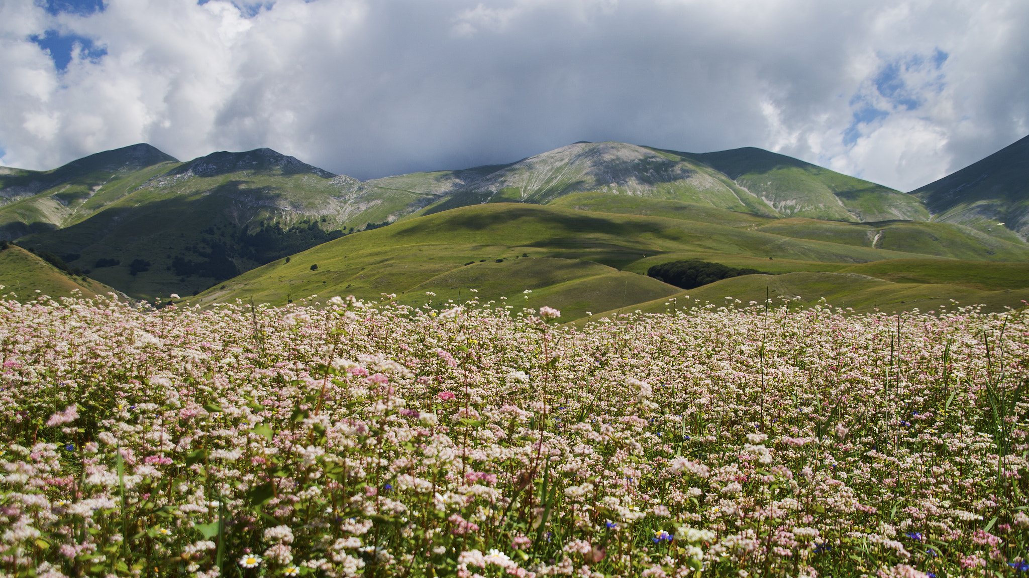 Sigma DC 18-125mm F4-5,6 D sample photo. Flowers italy photography