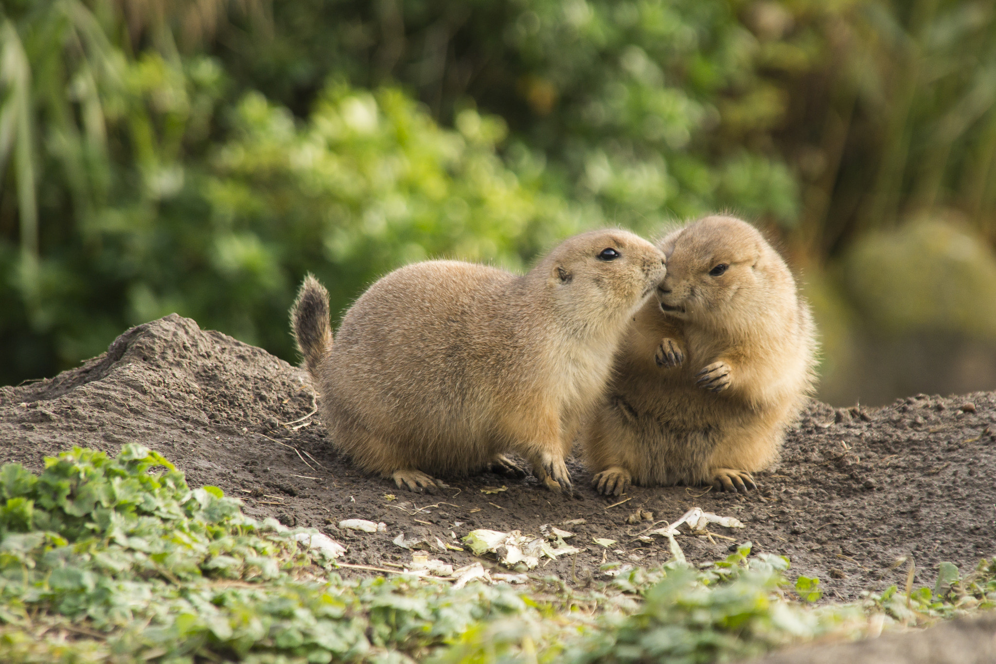 Sony SLT-A58 + Sigma 18-200mm F3.5-6.3 DC sample photo. Prairie dogs photography