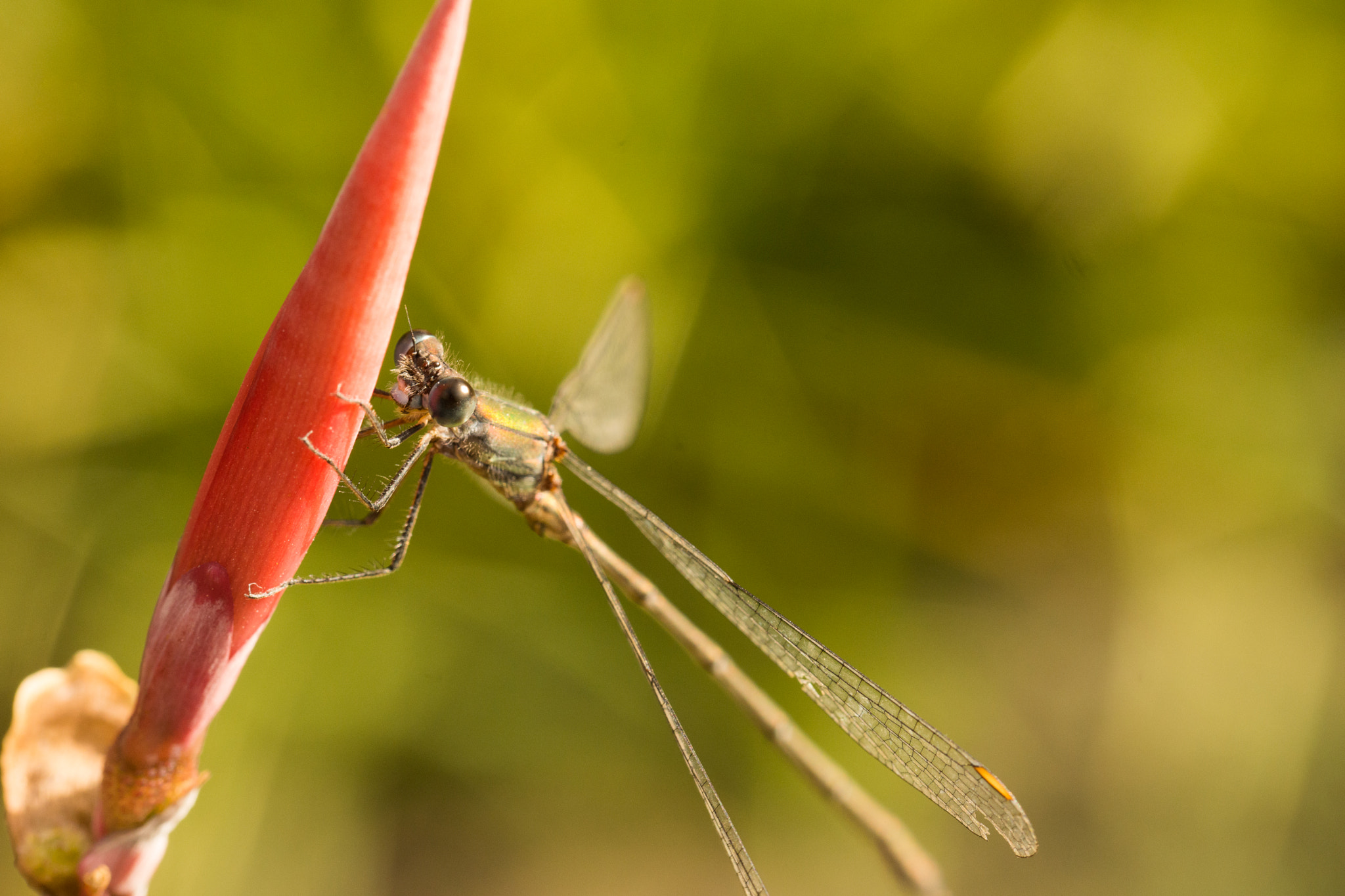 Sony SLT-A65 (SLT-A65V) sample photo. Dragonfly photography