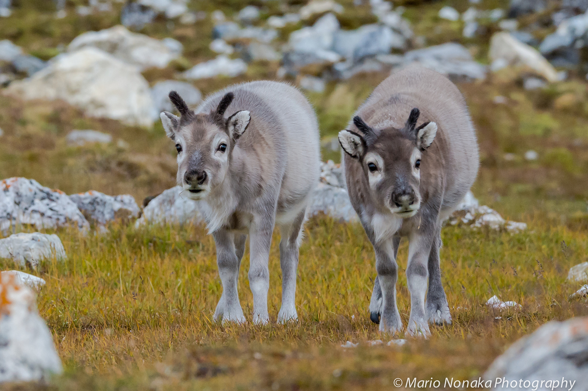 Sigma 150-600mm F5-6.3 DG OS HSM | S sample photo. Reindeer calf photography